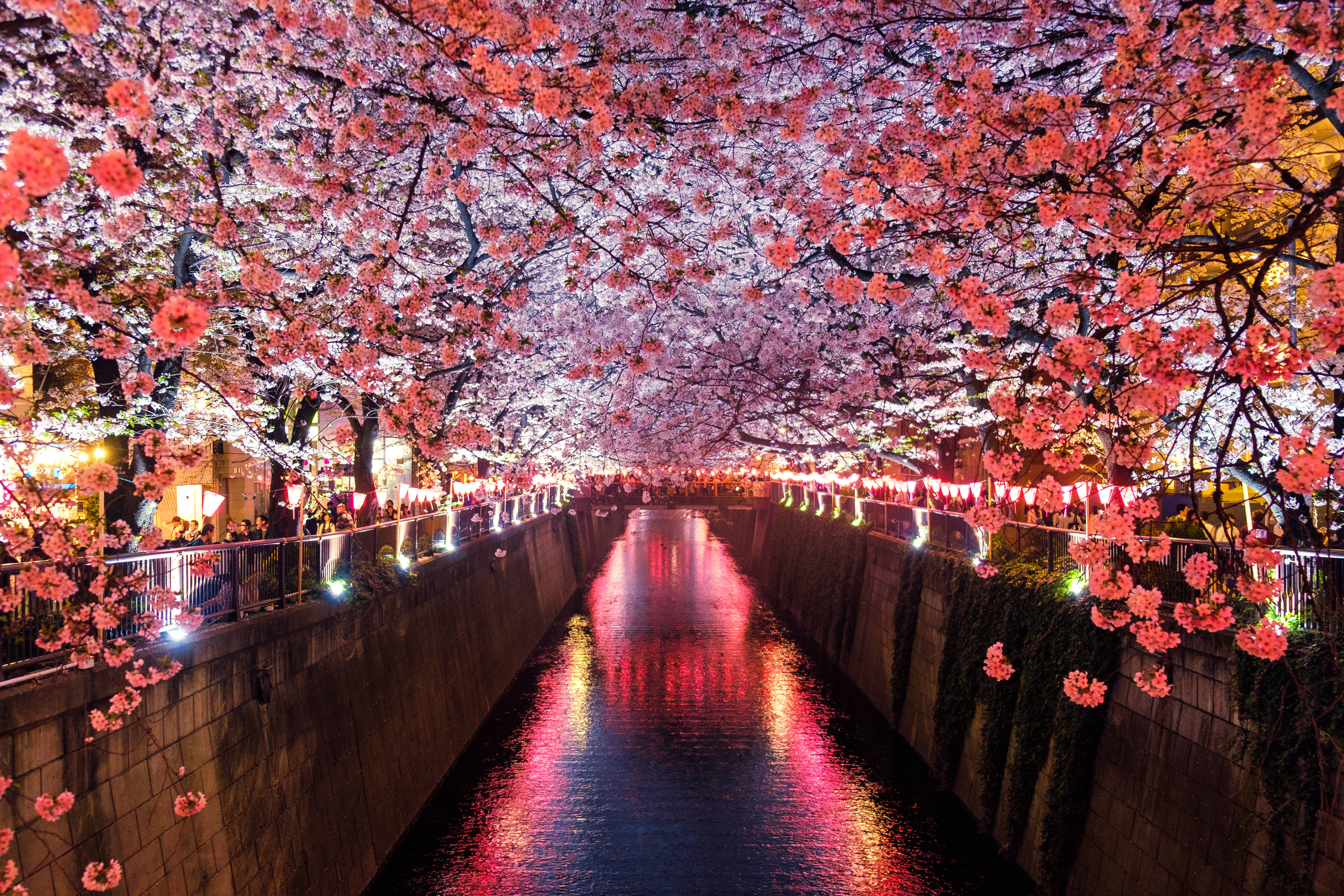 Cherry Blossom Trees Japan, canal, night, 5K Desktop Wallpaper