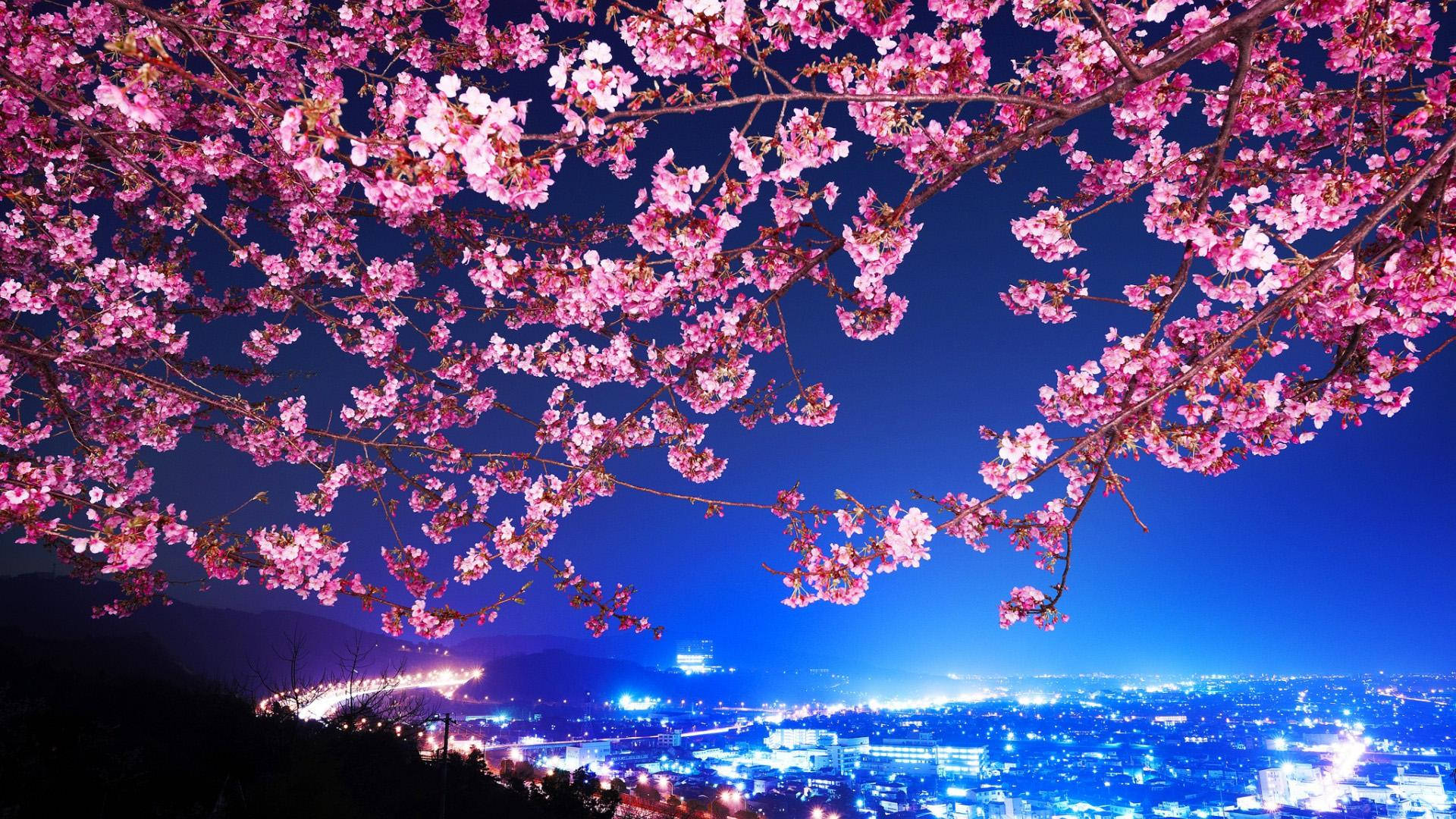 cherry blossoms, glowing cityscape, deep blue night sky, Full HD Desktop Wallpaper
