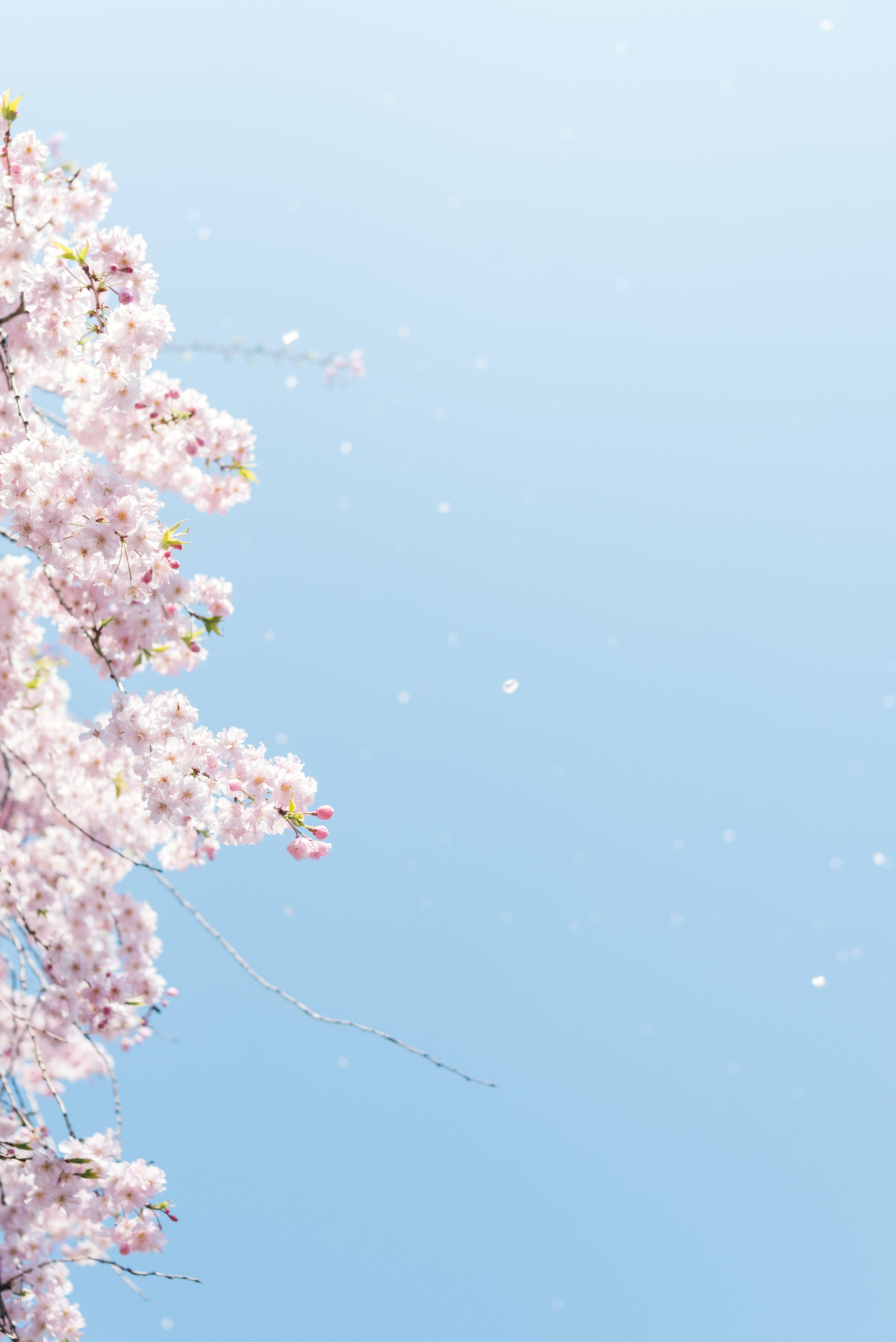 Japanese HD cherry blossoms, pink cherry blossoms, clear blue sky, 5K Phone Wallpaper