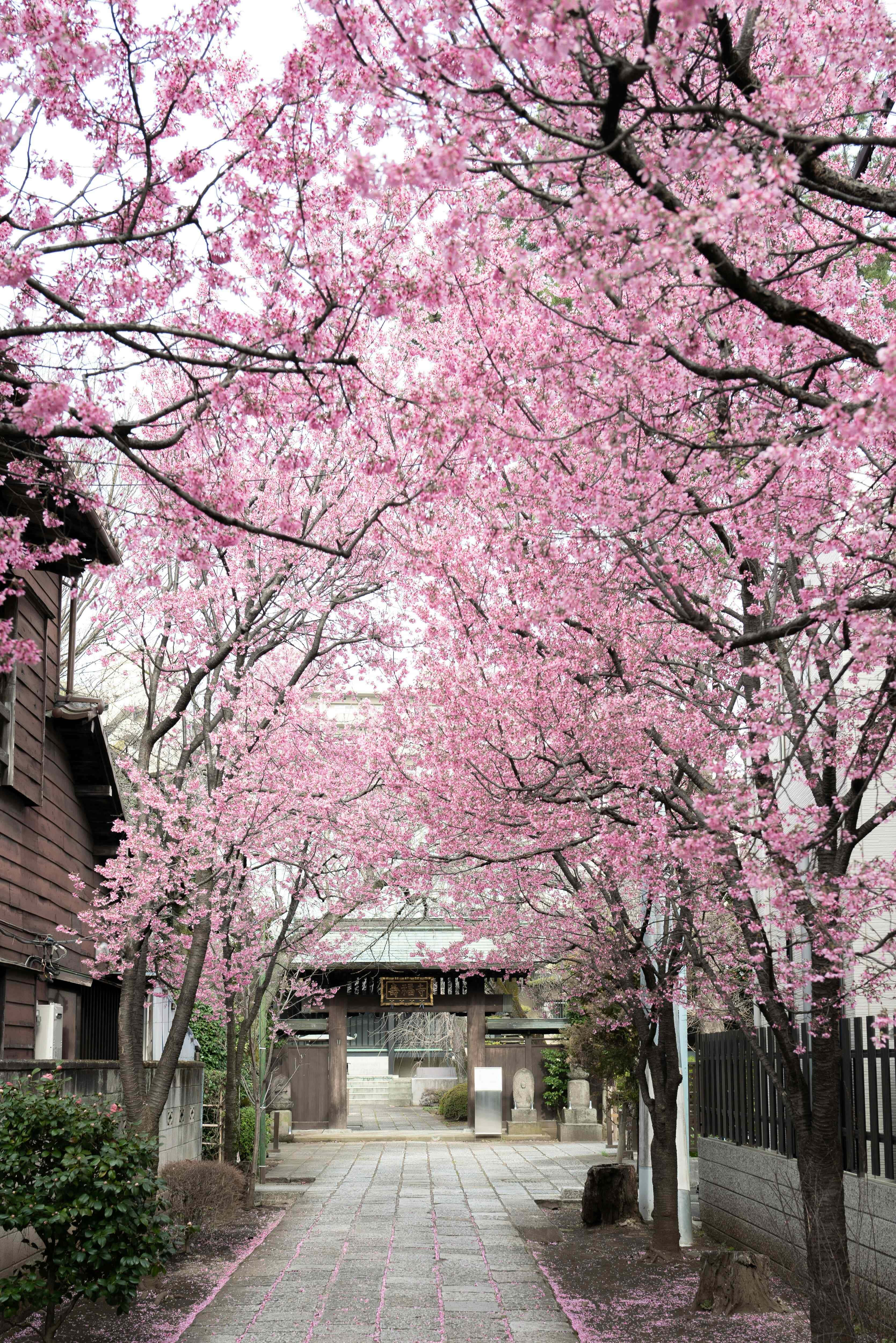 cherry blossom pathway, Japan, stone path, 4K Phone Wallpaper