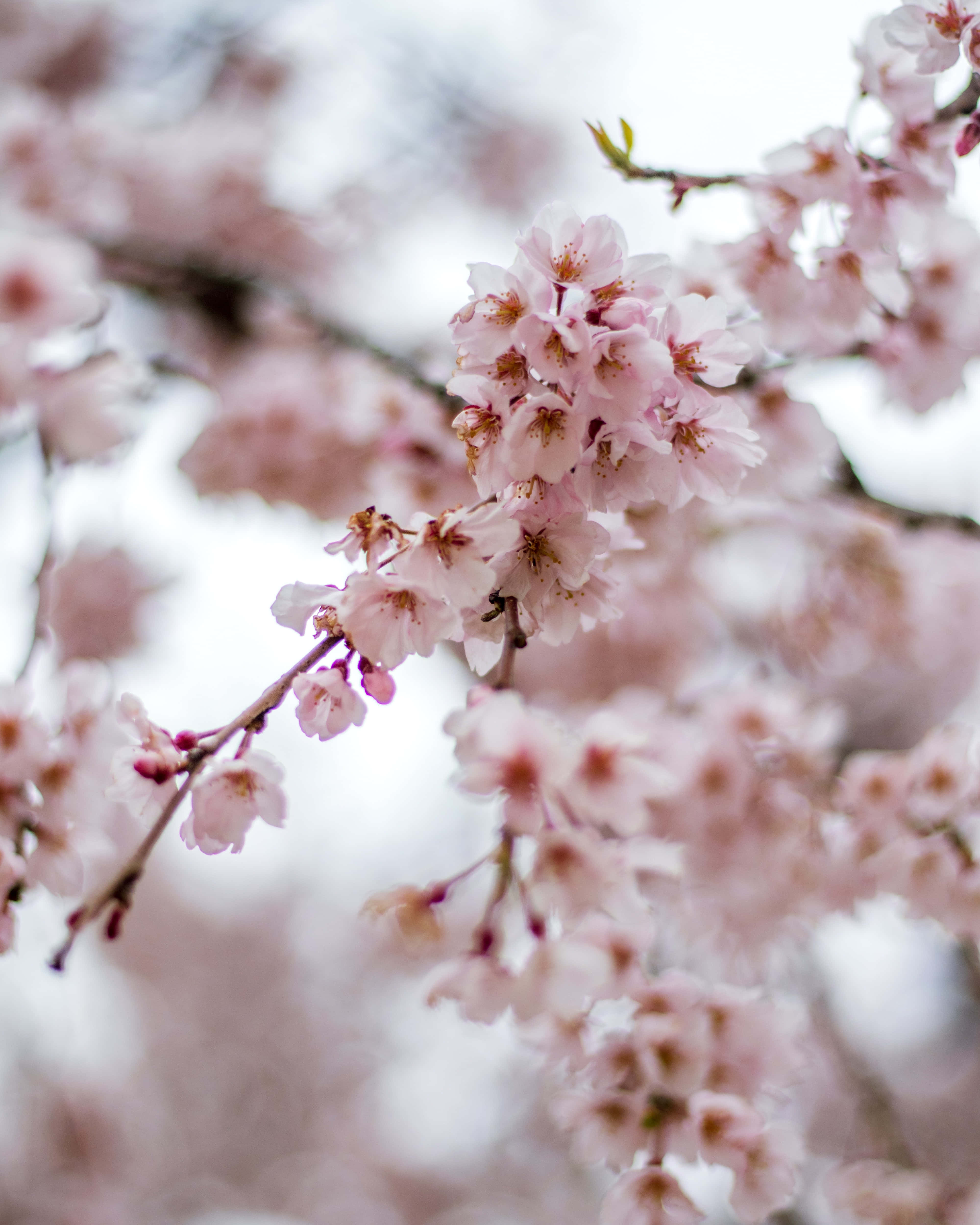 sakura blossom, cherry blossoms, soft pink, 4K Phone Wallpaper