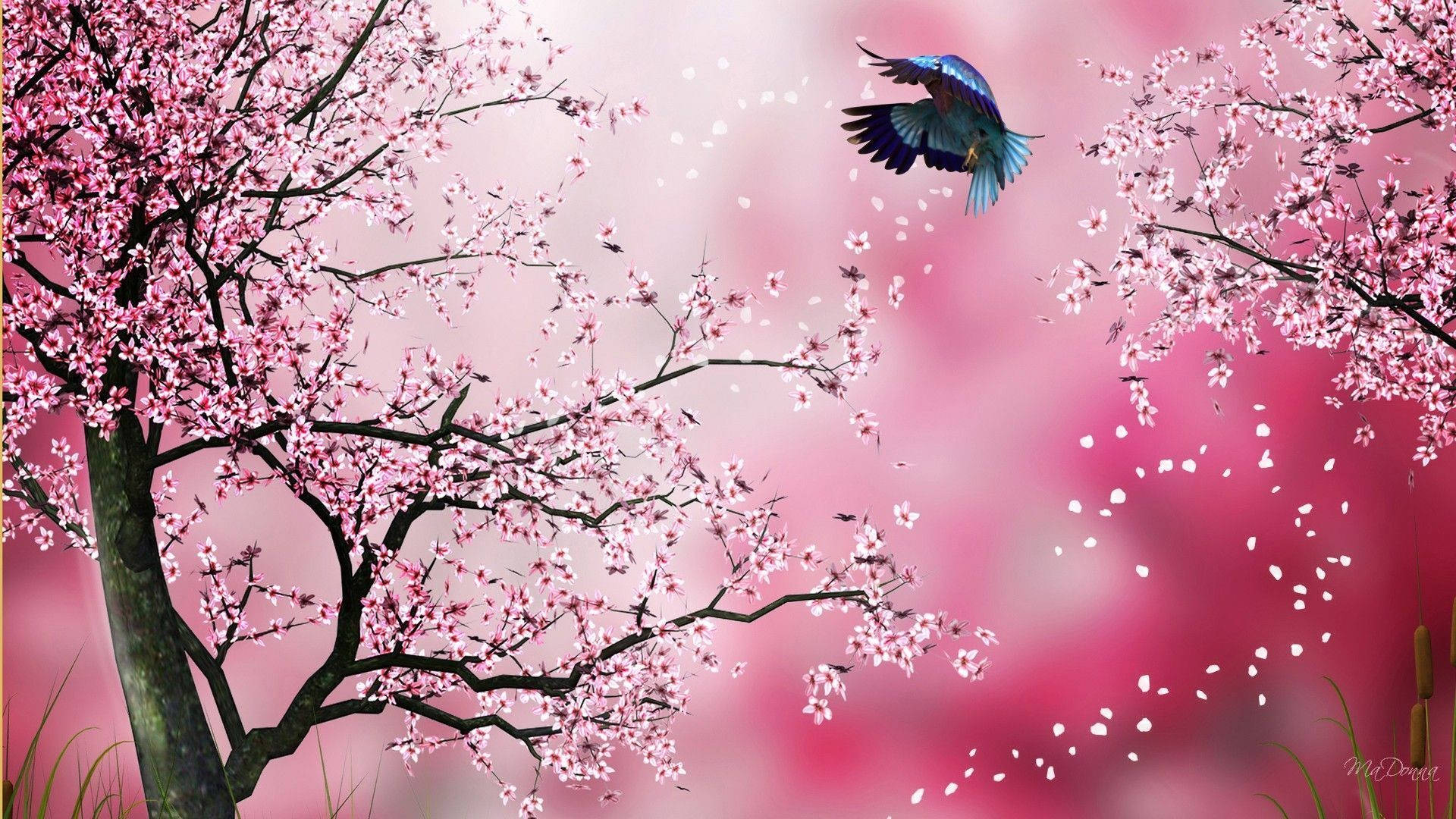 Japan Cherry Blossom, pink cherry blossoms, soft pink sky, Full HD Desktop Wallpaper