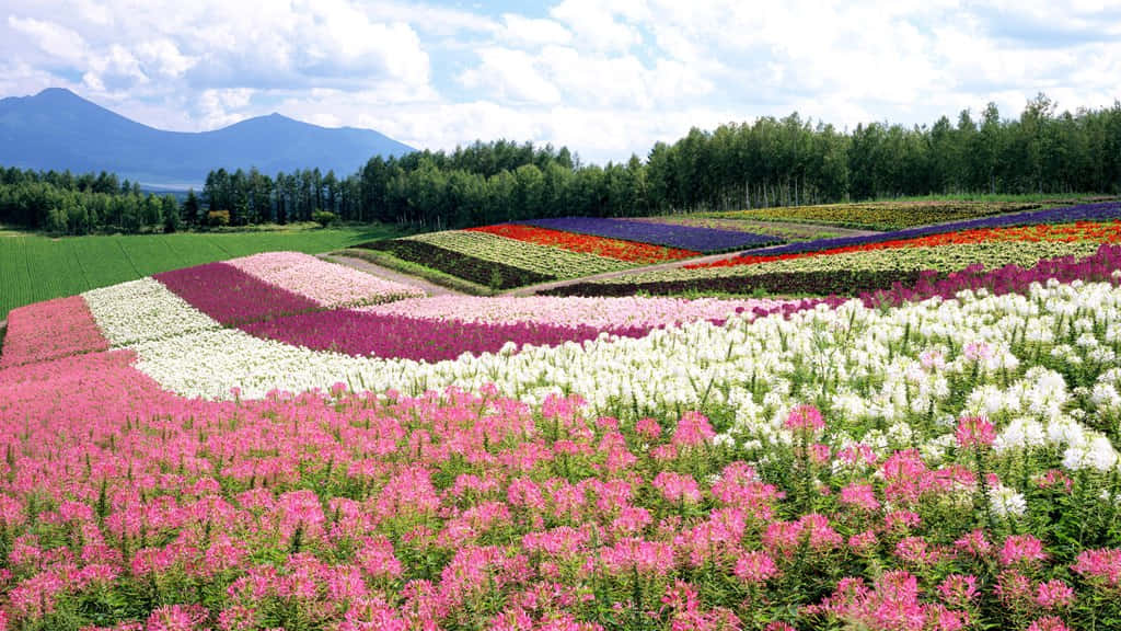 Japan, pink, white, SD Desktop Wallpaper