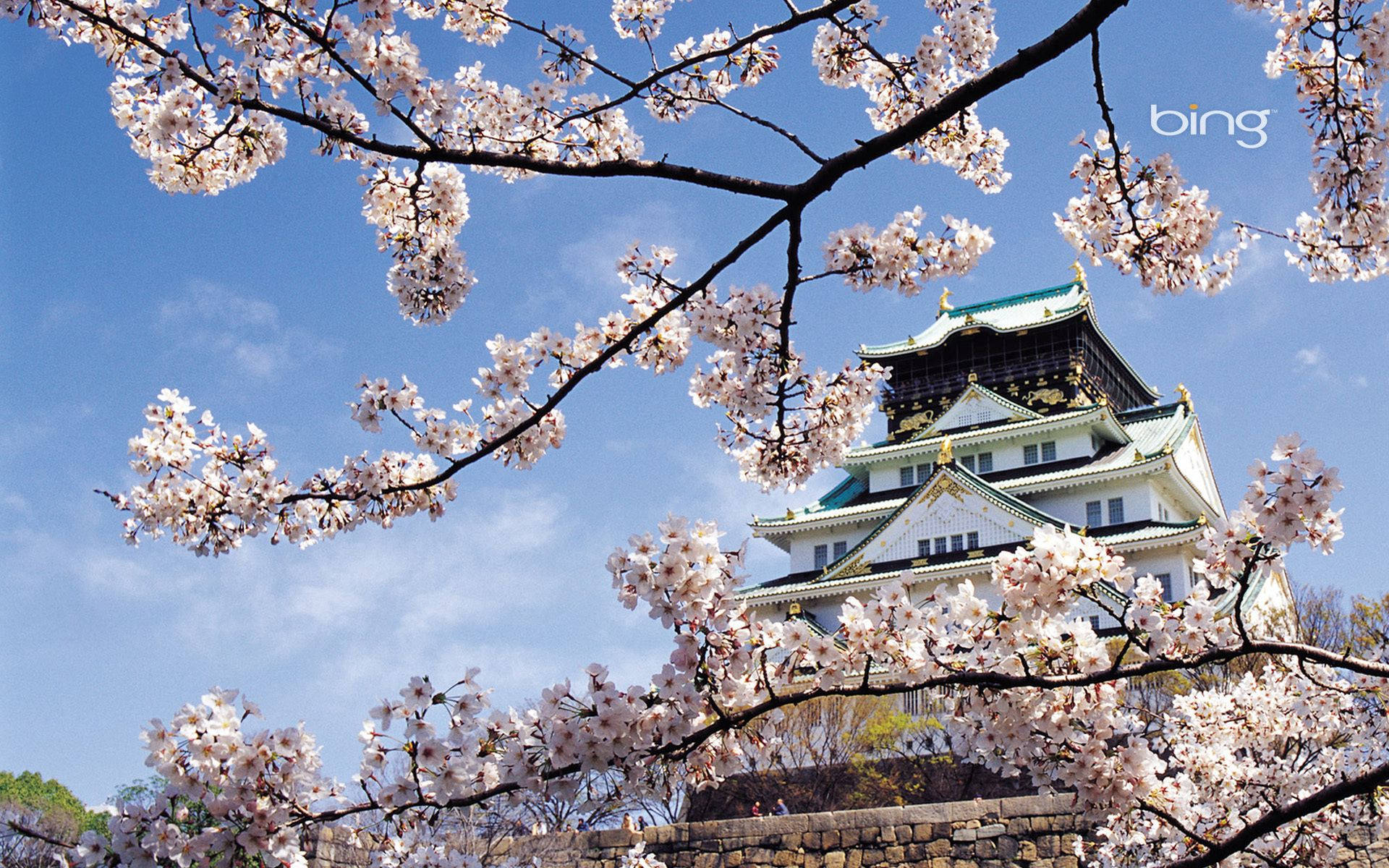 cherry blossoms, traditional Japanese castle, clear blue sky, Full HD Desktop Wallpaper