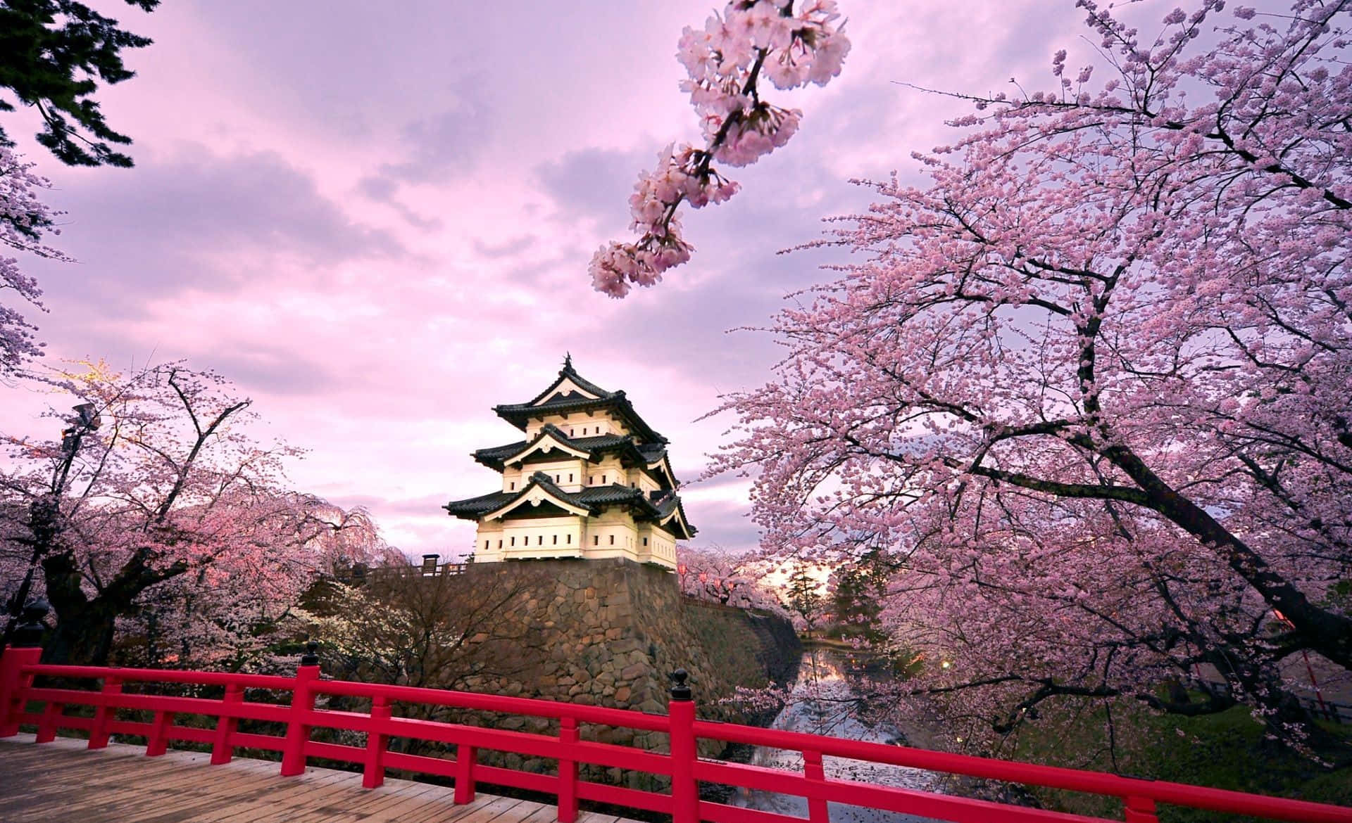 cherry blossom tree, Japan, traditional Japanese castle, Full HD Desktop Wallpaper