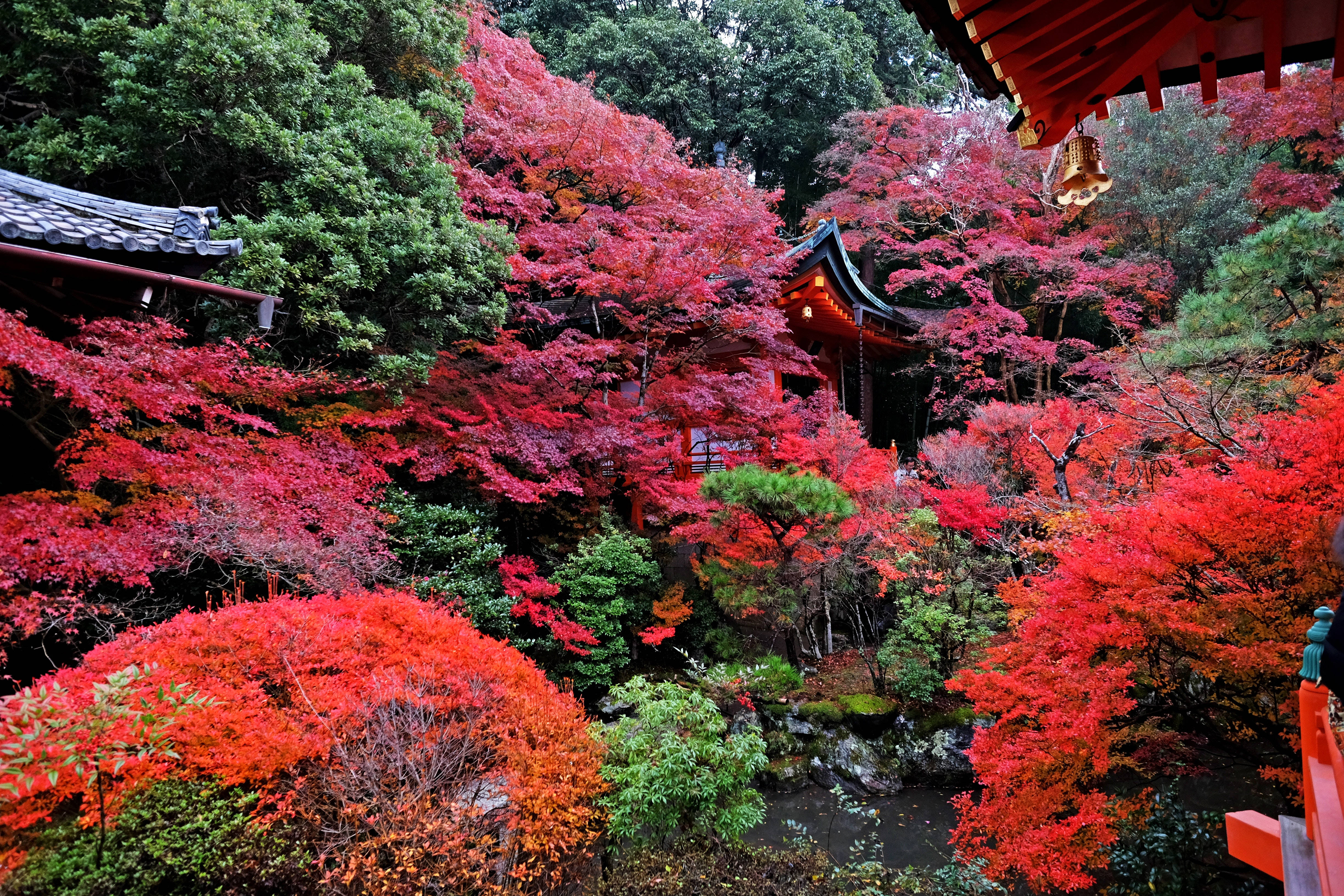 red maple trees, autumn landscape of Japan, traditional Japanese temple structures, 4K Desktop Wallpaper