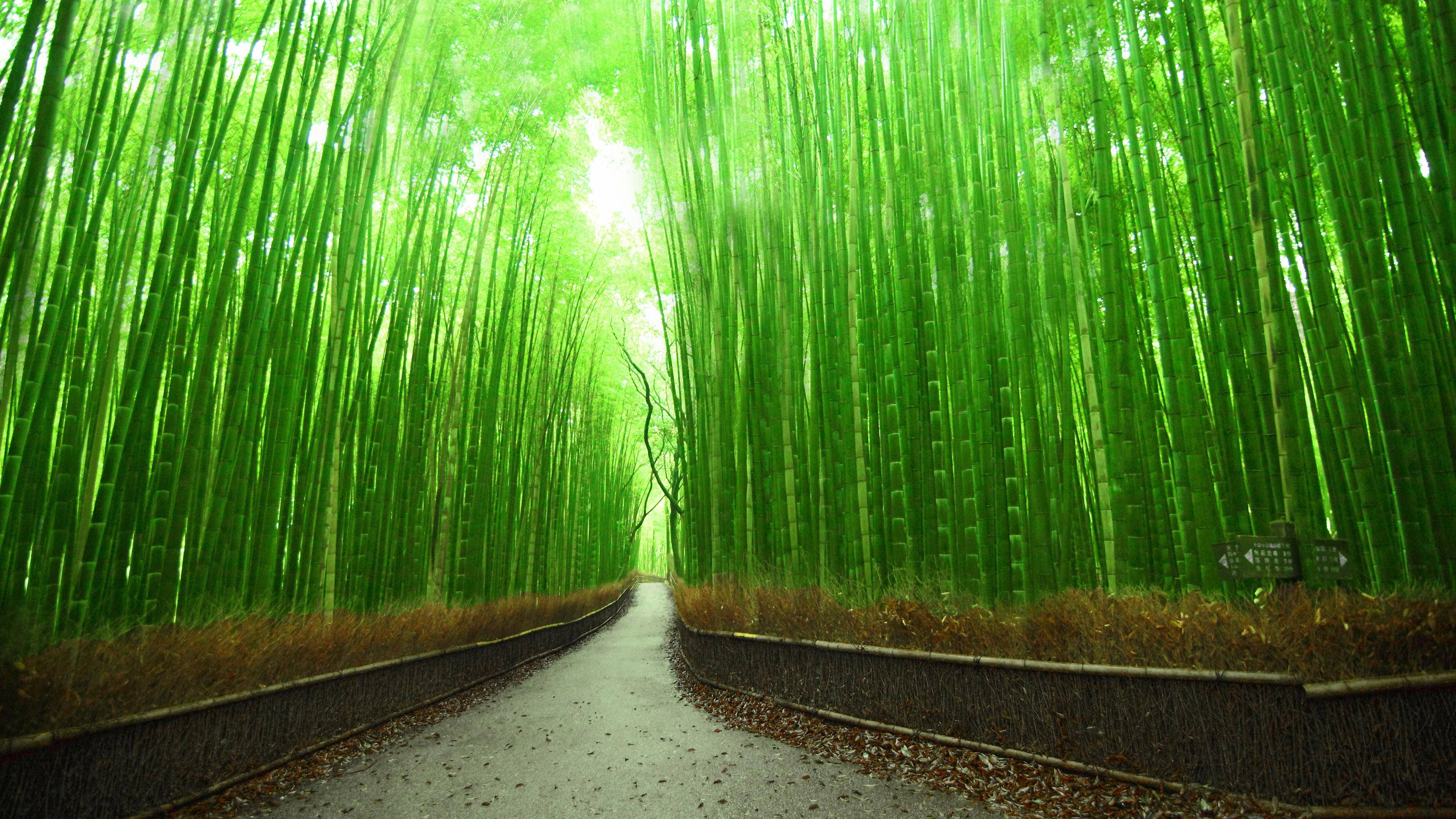 bamboo 4k pathway, kyoto, japan, 4K Desktop Wallpaper