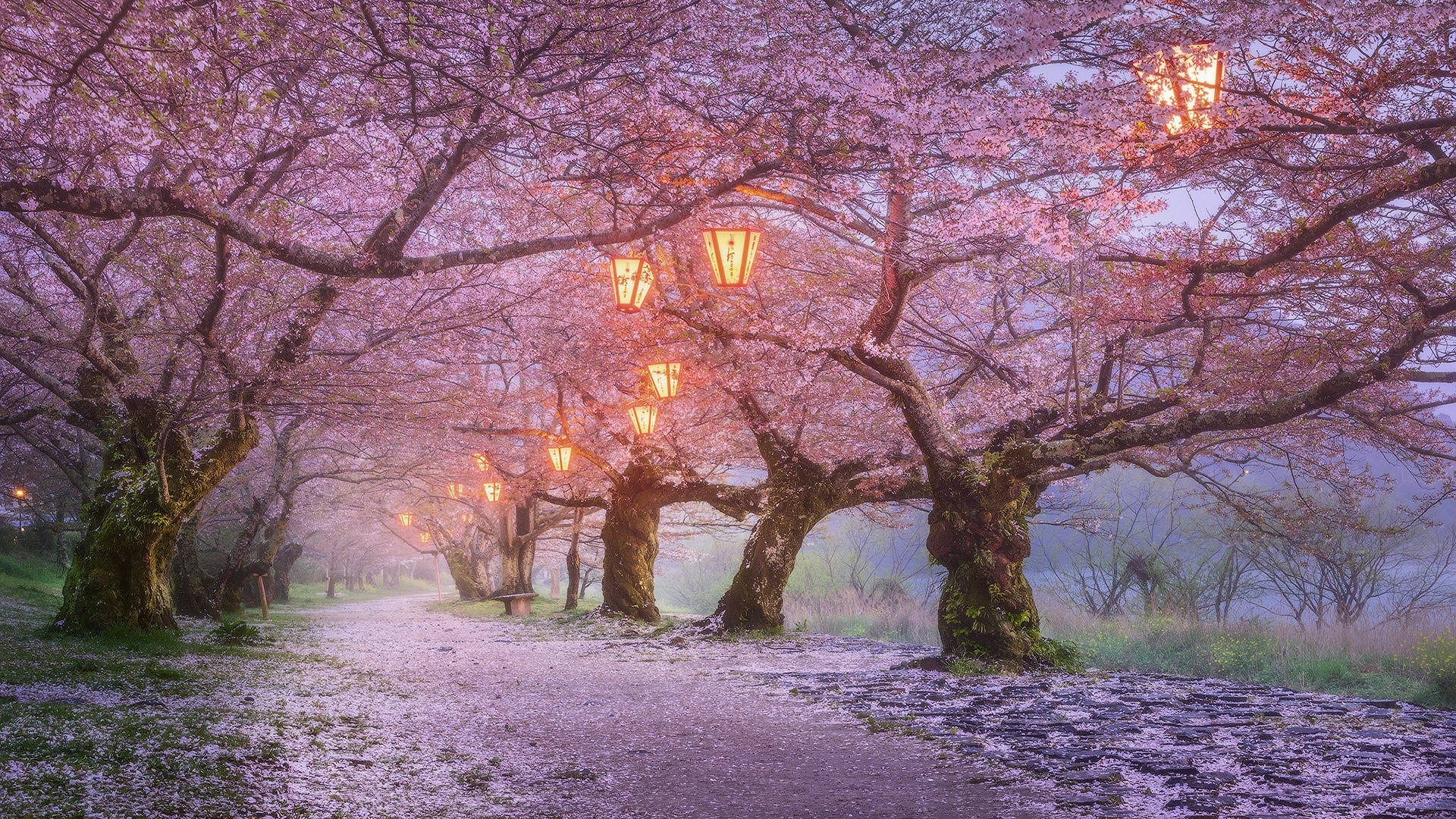 Japan, cherry blossom trees, warm lanterns, Full HD Desktop Wallpaper