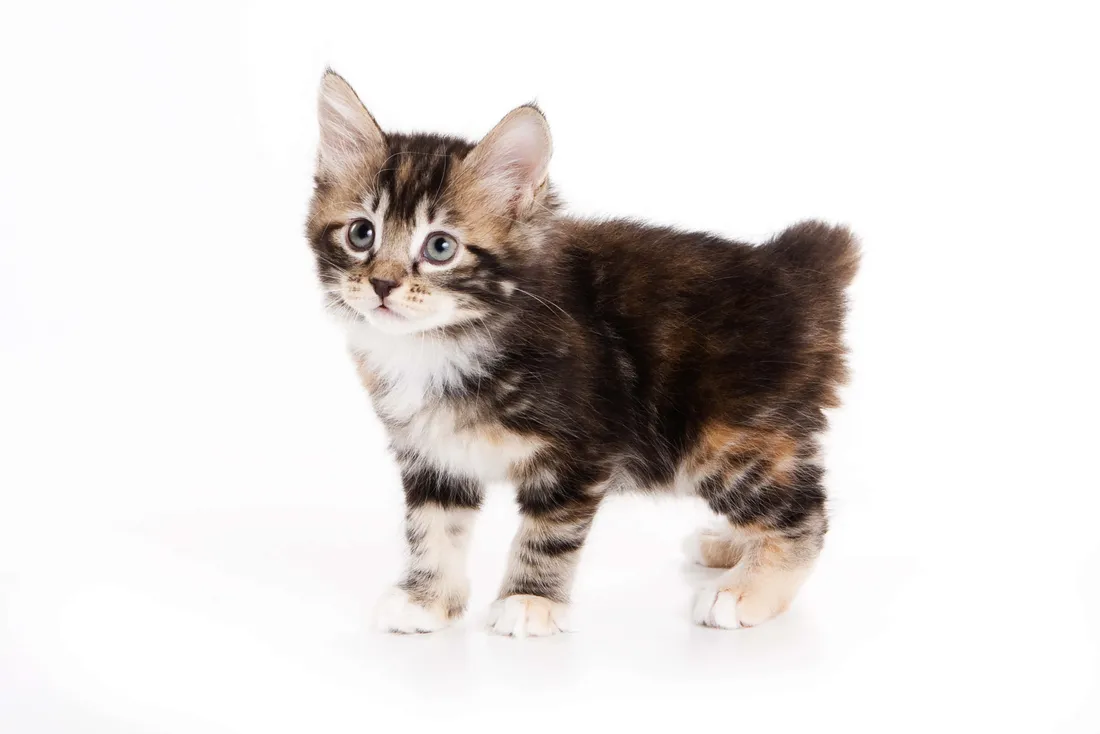 Japanese Bobtail