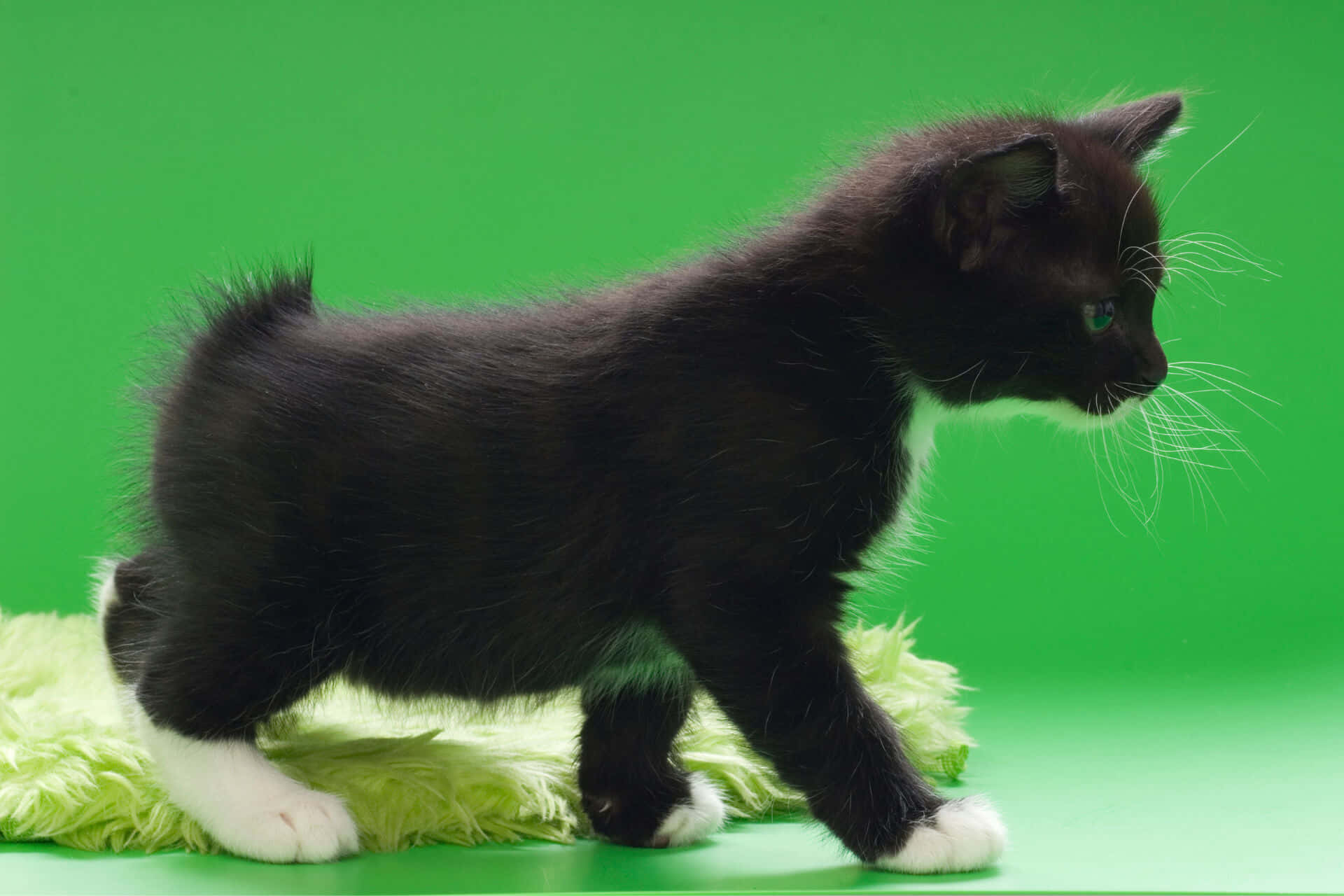 Japanese Bobtail, black kitten, white paws, Full HD Desktop Wallpaper