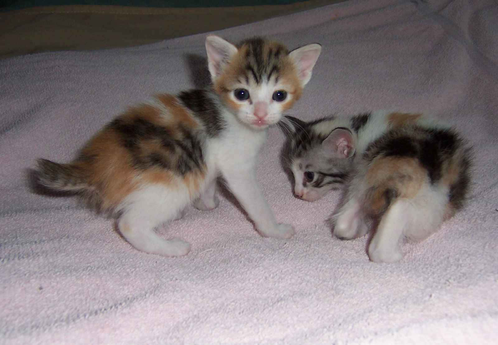 Japanese Bobtail, calico kittens, soft pink towel, HD Desktop Wallpaper