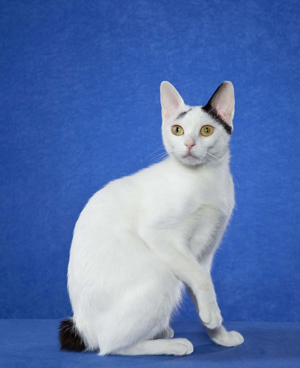 Japanese Bobtail, white cat, black markings, HD Phone Wallpaper