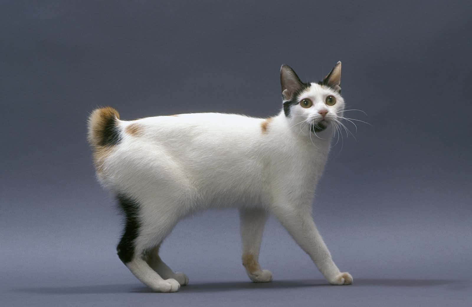 Japanese Bobtail, white cat, black and tan patches, HD Desktop Wallpaper