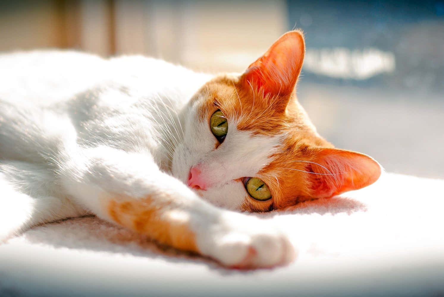 Japanese Bobtail, white and orange tabby, sunlight, HD Desktop Wallpaper