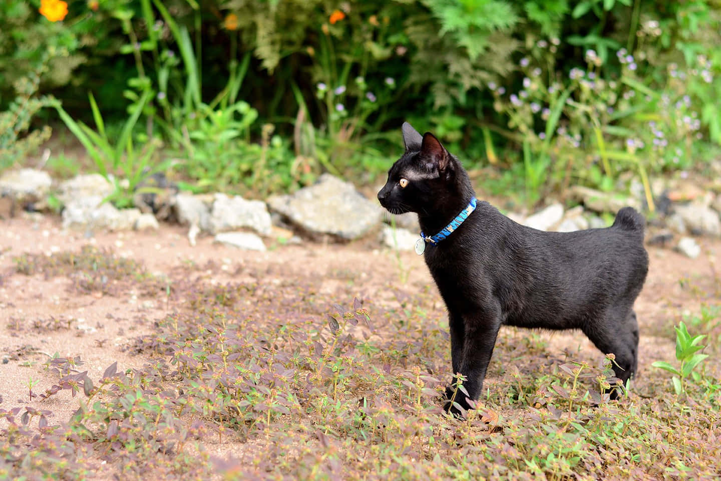 Japanese Bobtail, black cat, blue collar, HD Desktop Wallpaper