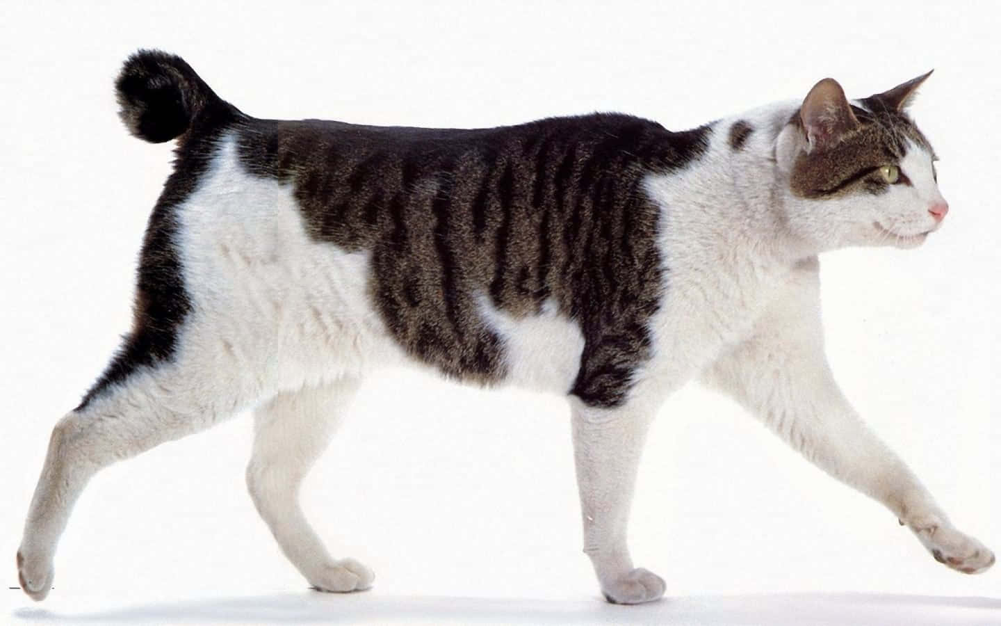 Japanese Bobtail, black and white, striped back, HD Desktop Wallpaper