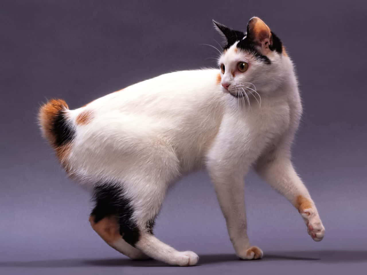 Japanese Bobtail, white calico cat, black and orange patches, HD Desktop Wallpaper