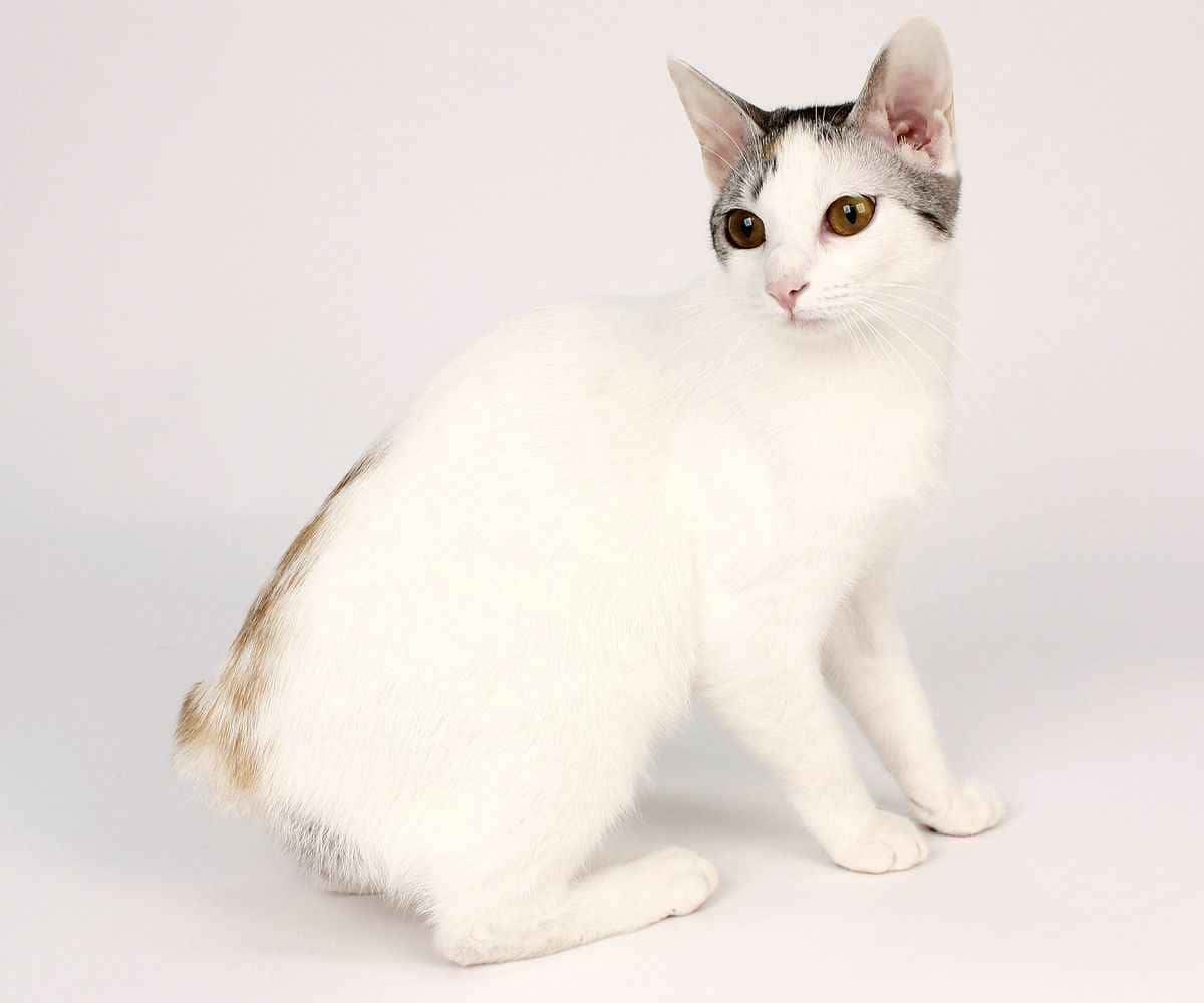 Japanese Bobtail, white cat, gray and brown markings, SD Desktop Wallpaper