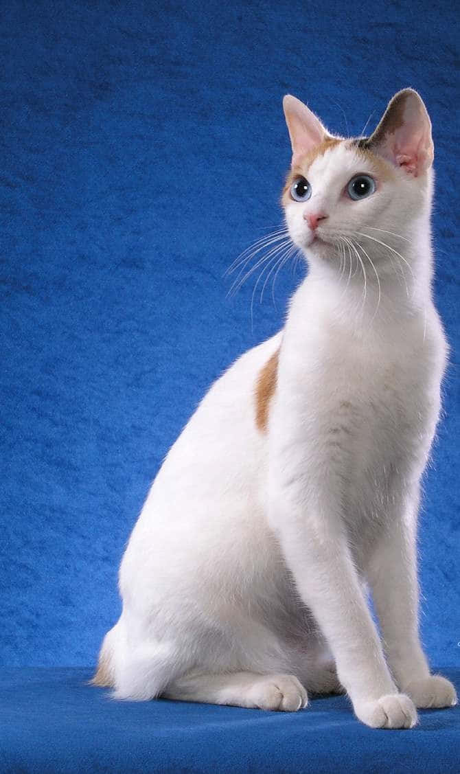 Japanese Bobtail, white cat, orange patches, SD Phone Wallpaper