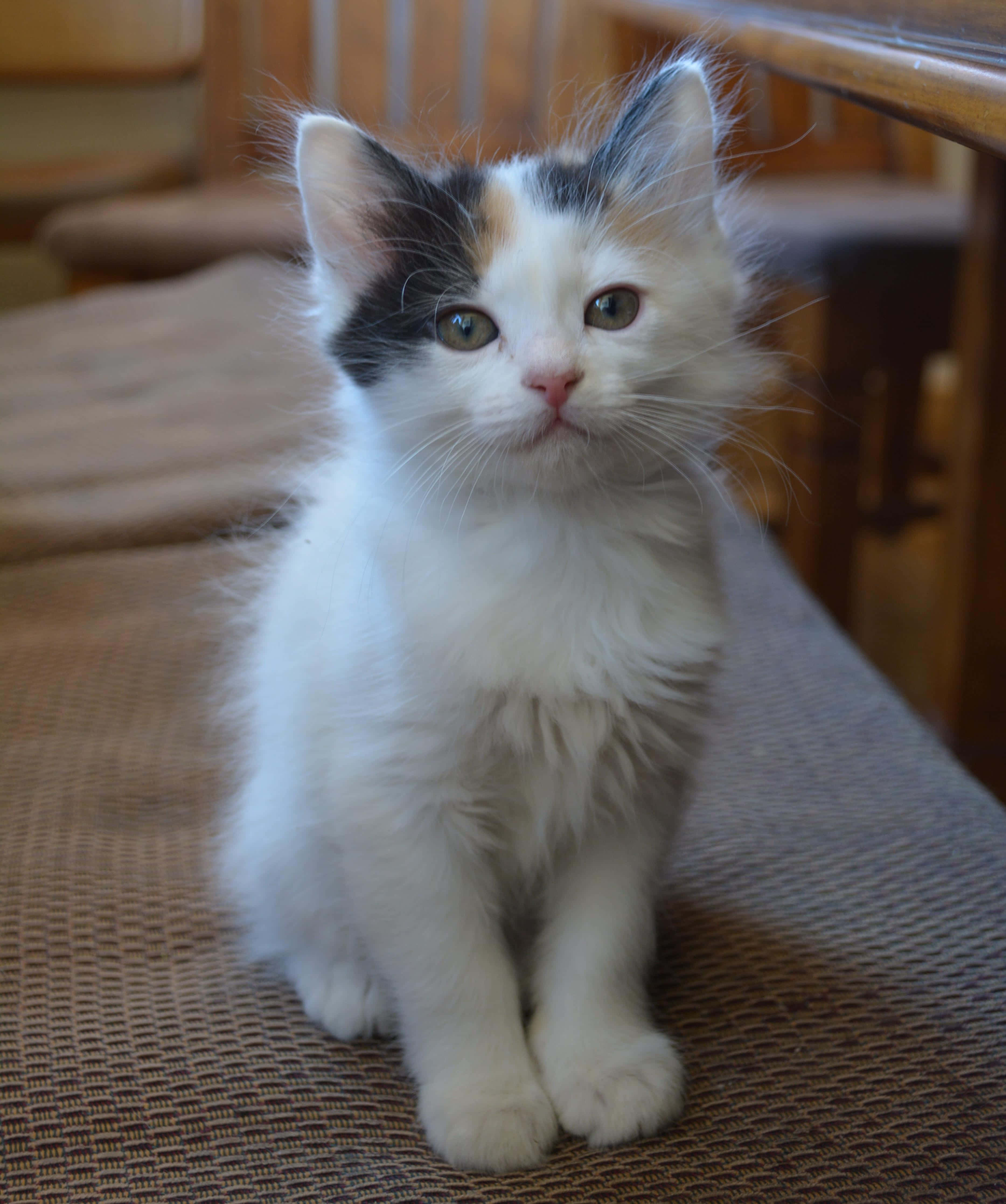 Japanese Bobtail, calico kitten, green eyes, 4K Phone Wallpaper