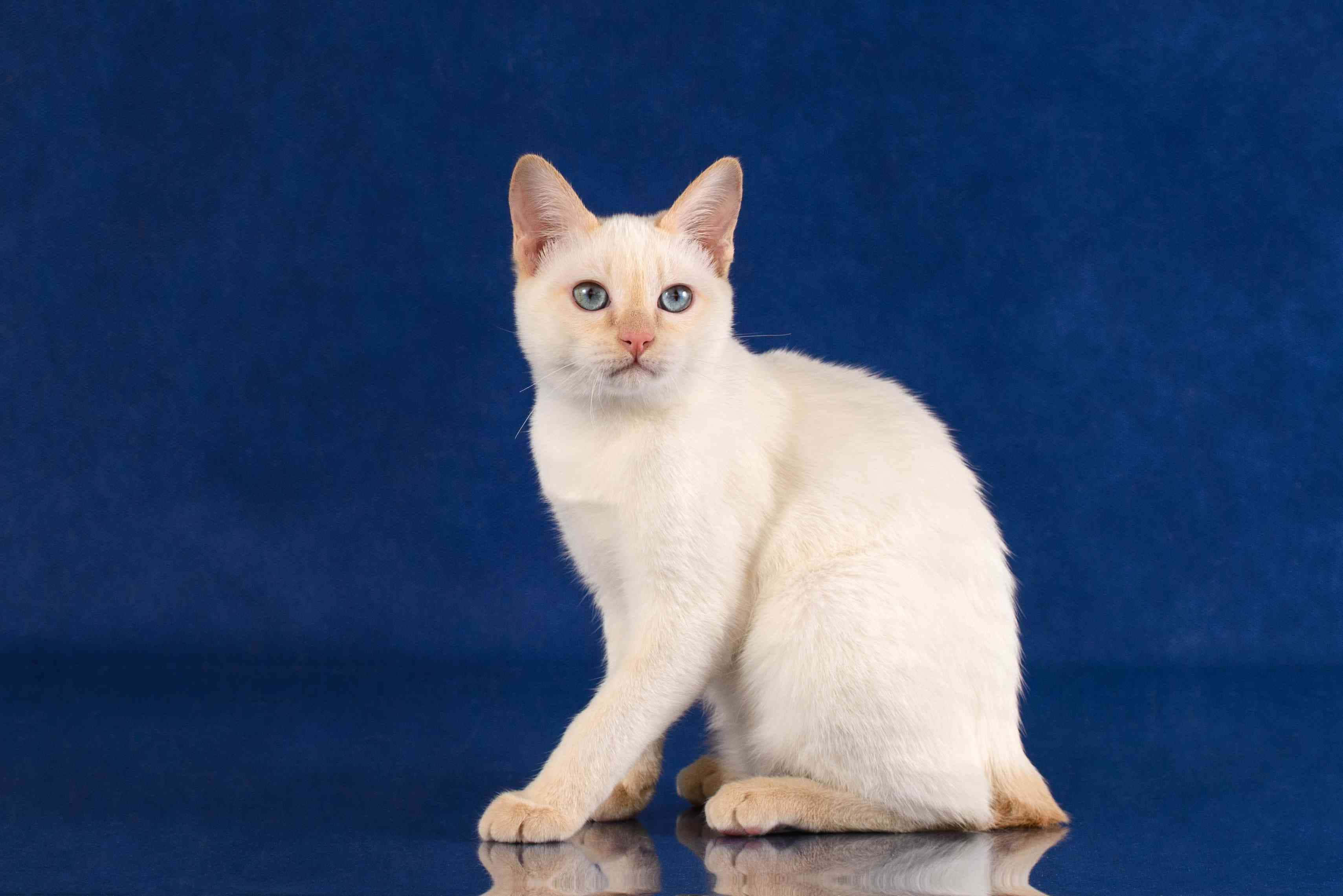 Japanese Bobtail, white cat, blue eyes, 2K Desktop Wallpaper