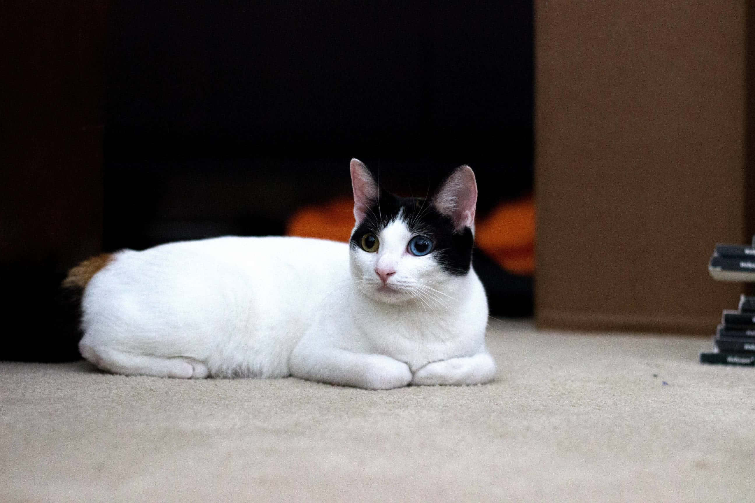 Japanese Bobtail, white cat, black markings, 2K Desktop Wallpaper