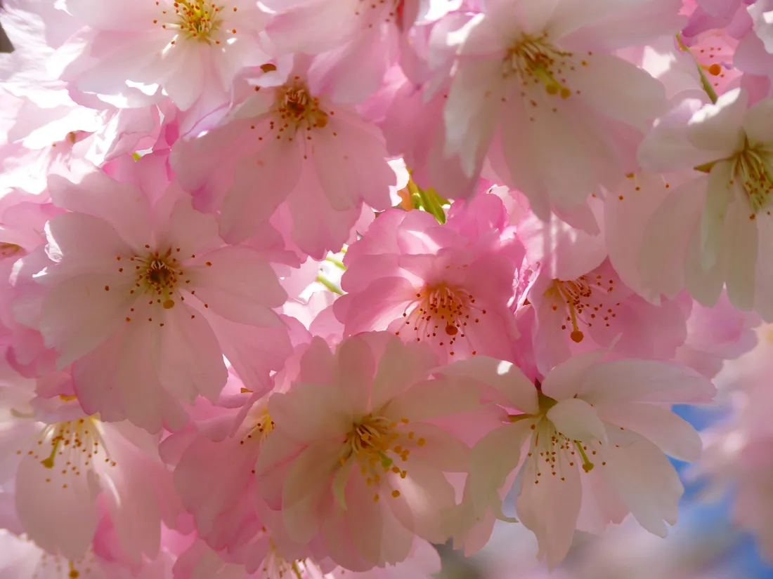 Japanese Cherry Blossom iPhone