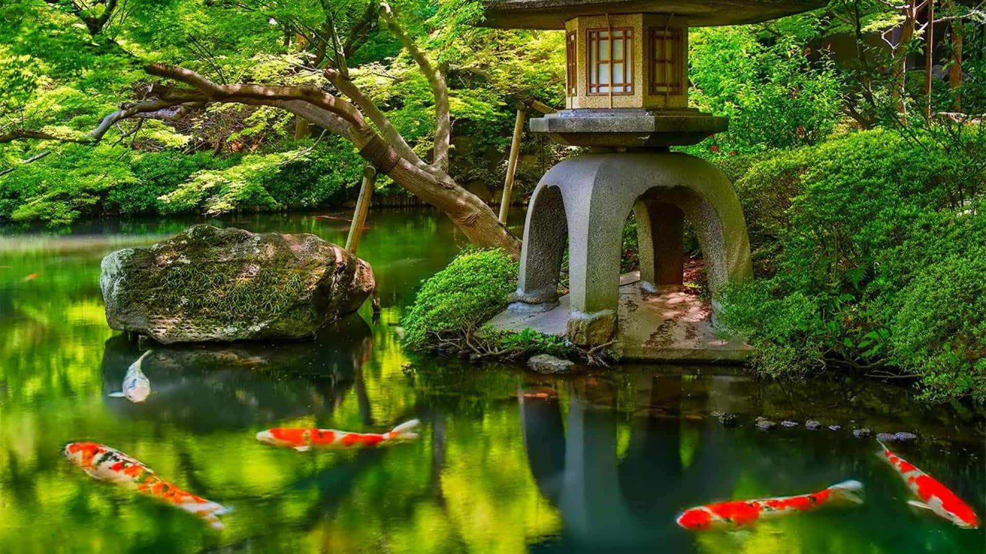 pond, koi fish, stone lantern, Full HD Desktop Wallpaper