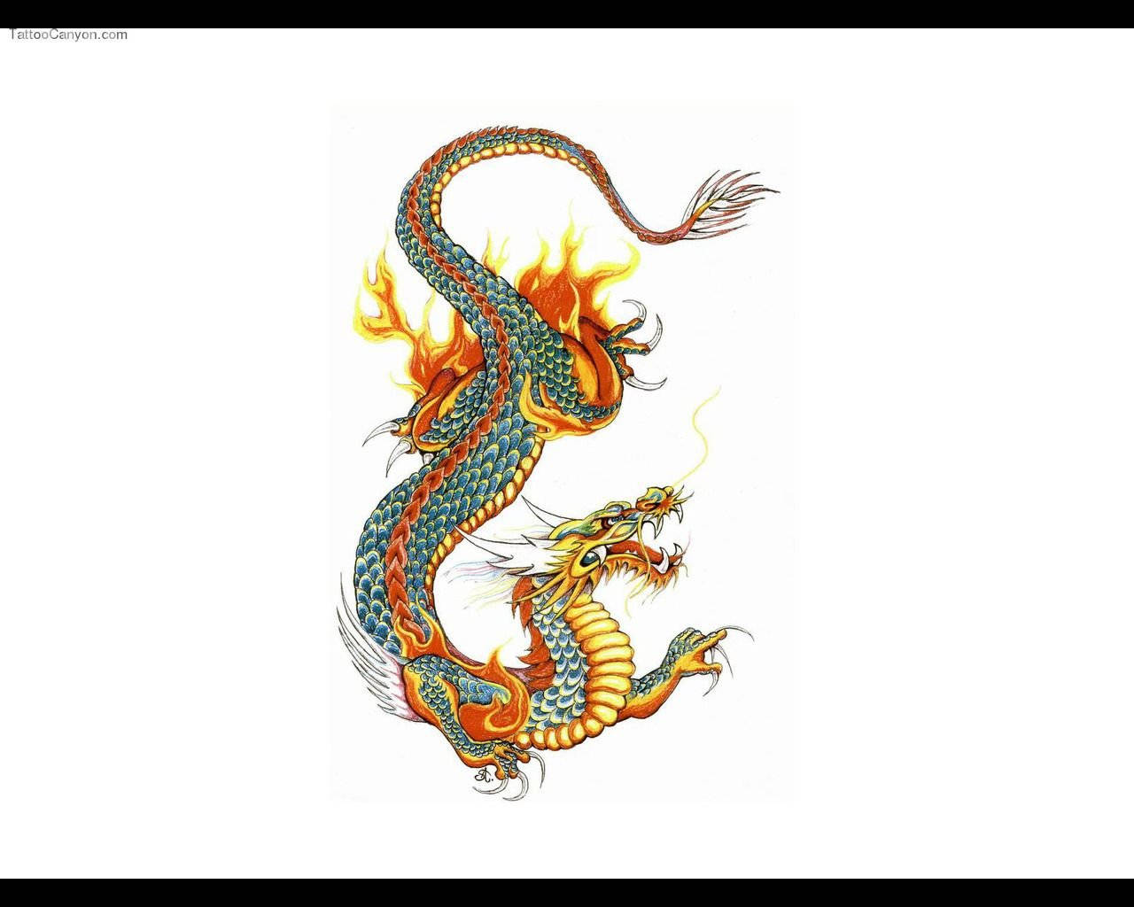 Japanese Dragon Tattoo, blue scales, fiery orange flames, HD Desktop Wallpaper