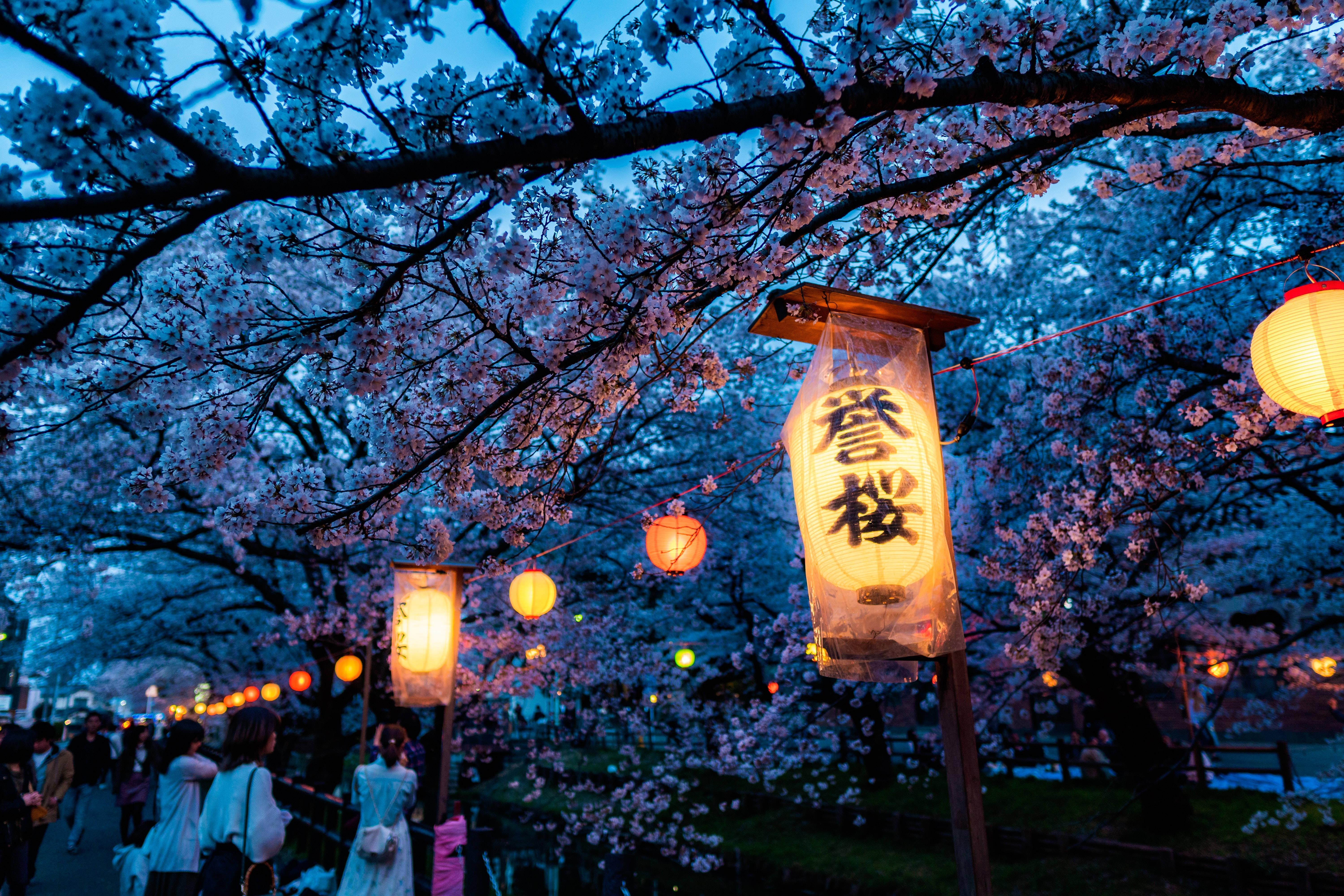 Japanese HD, cherry blossoms, lanterns, 5K Desktop Wallpaper