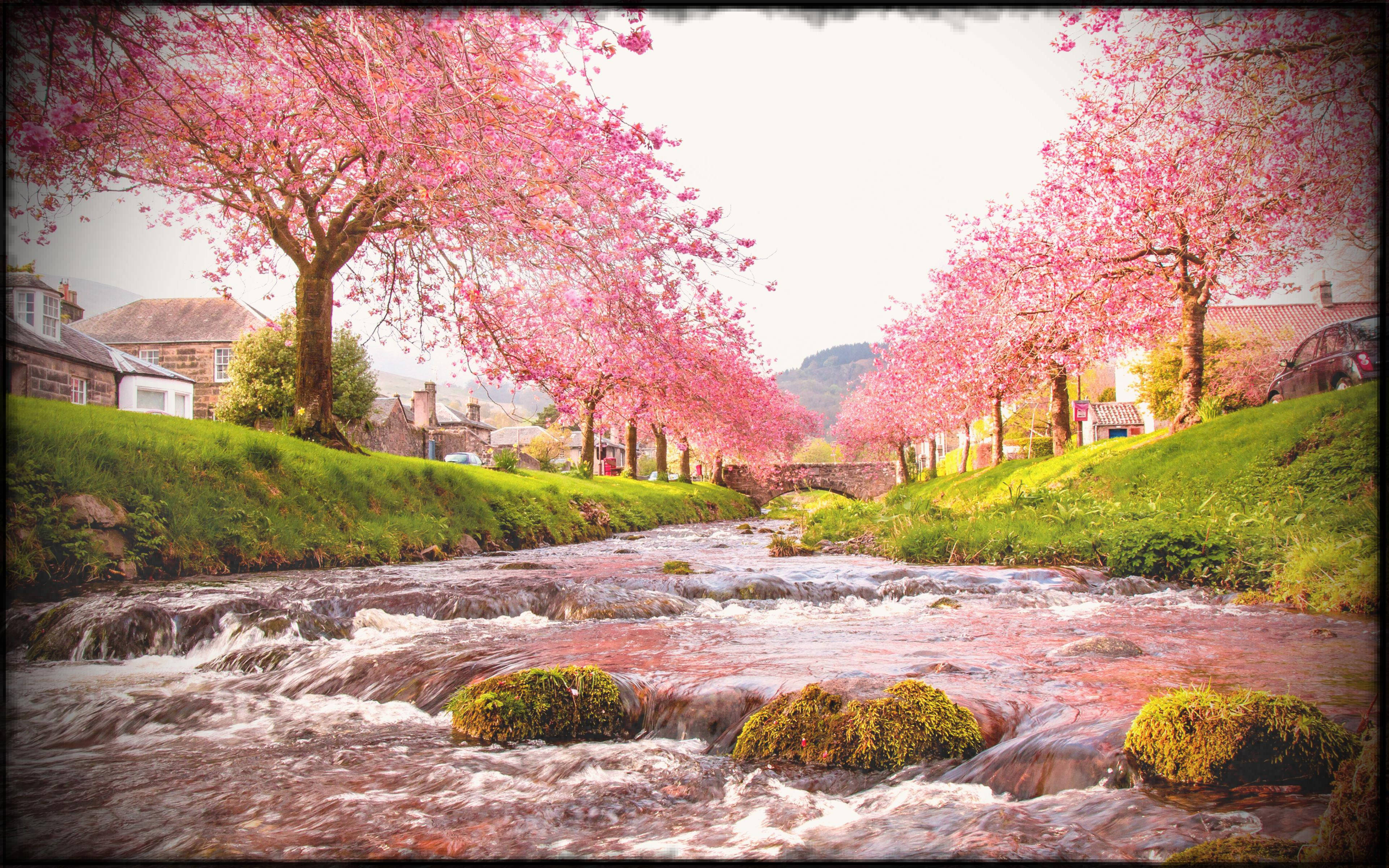 pink sakura trees, Japanese Nature, vibrant pink cherry blossoms, 4K Desktop Wallpaper