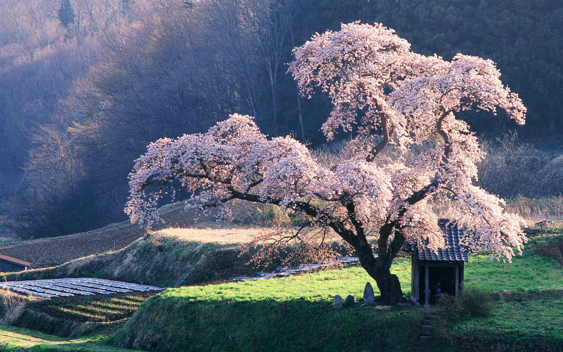Japanese Pink, cherry blossom tree, shrine, Full HD Desktop Wallpaper