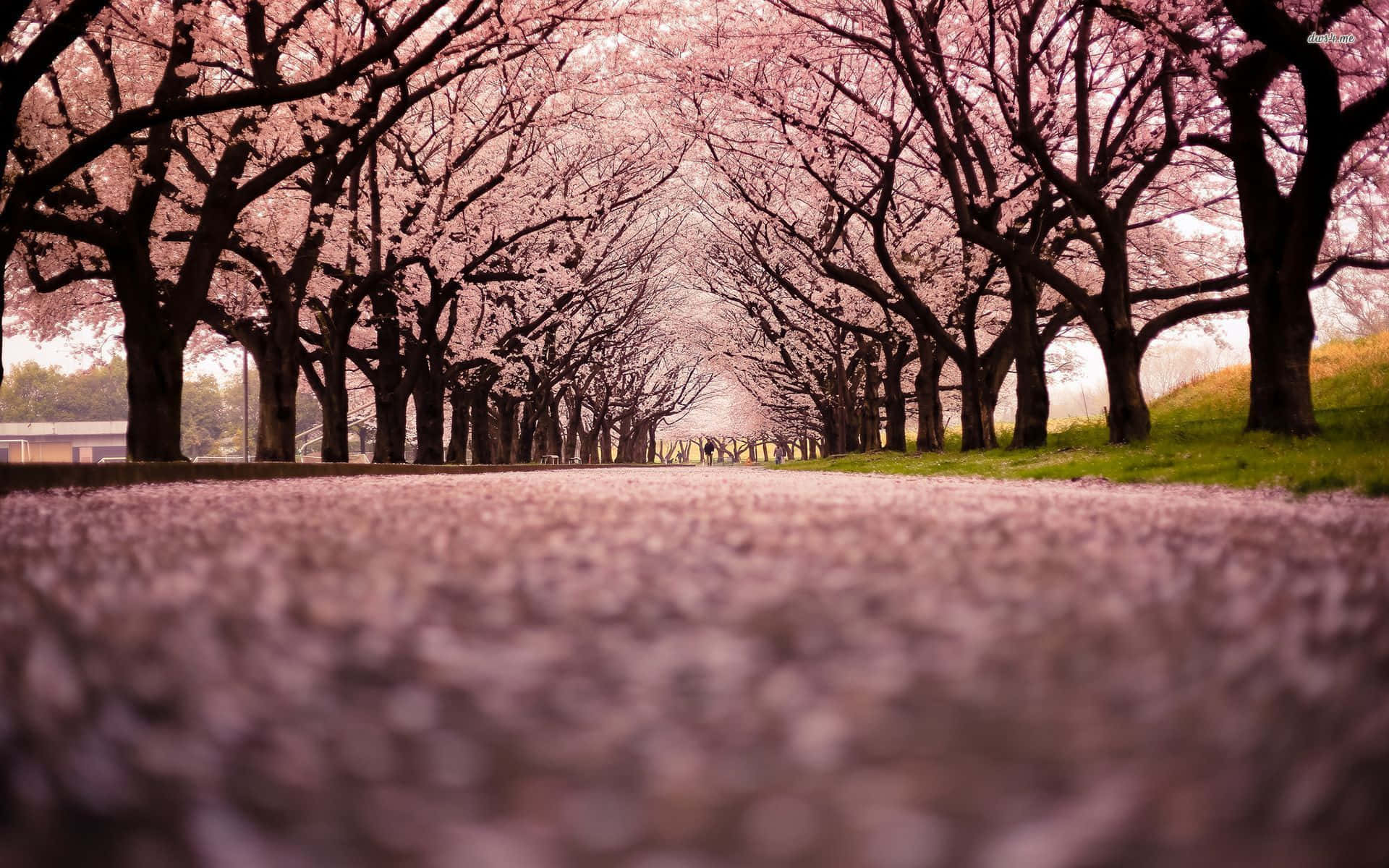 Japanese Pink, cherry trees, pink blossoms, Full HD Desktop Wallpaper