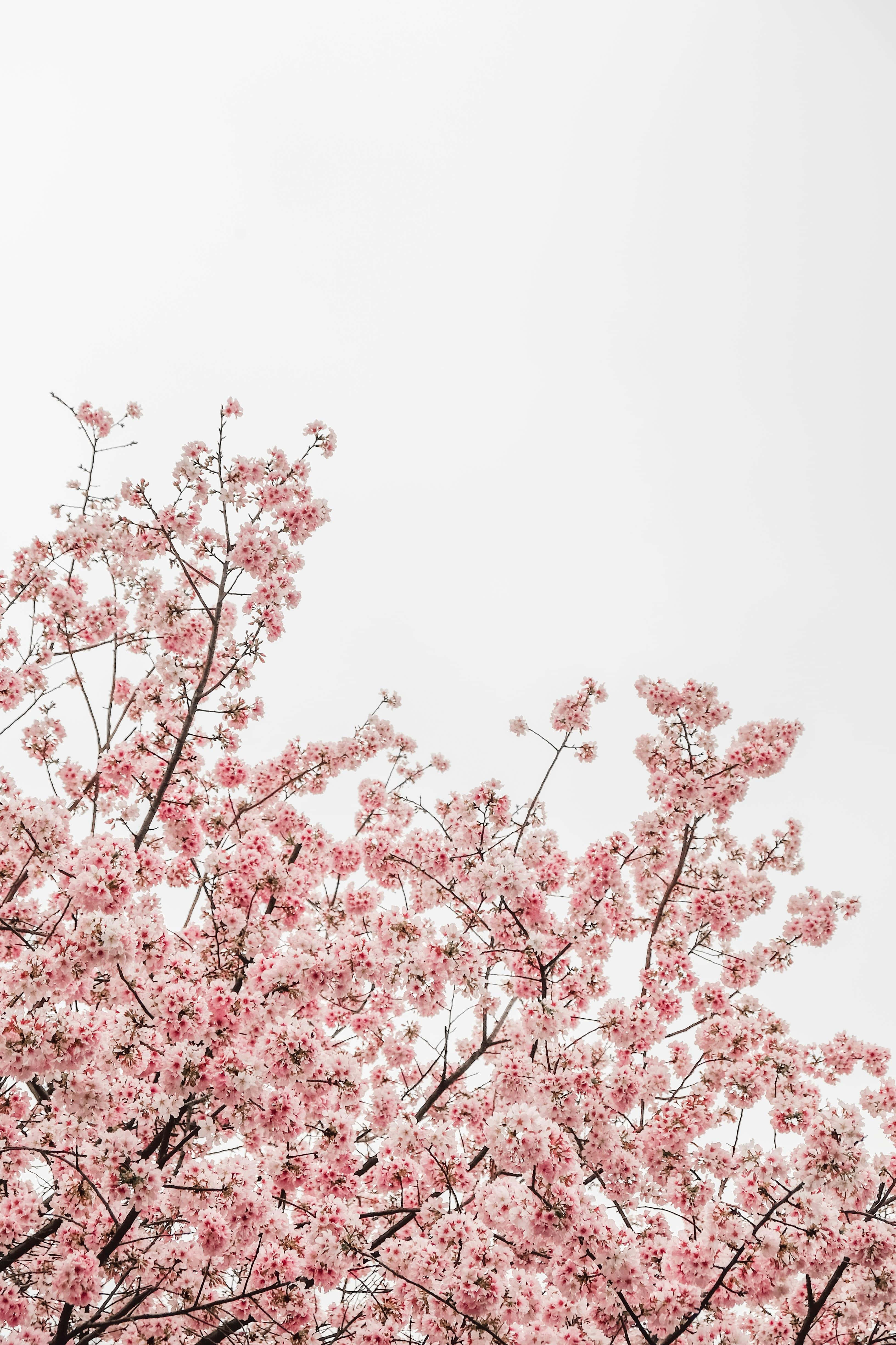 Japanese Pink, pink cherry blossoms, dark branches, 4K Phone Wallpaper