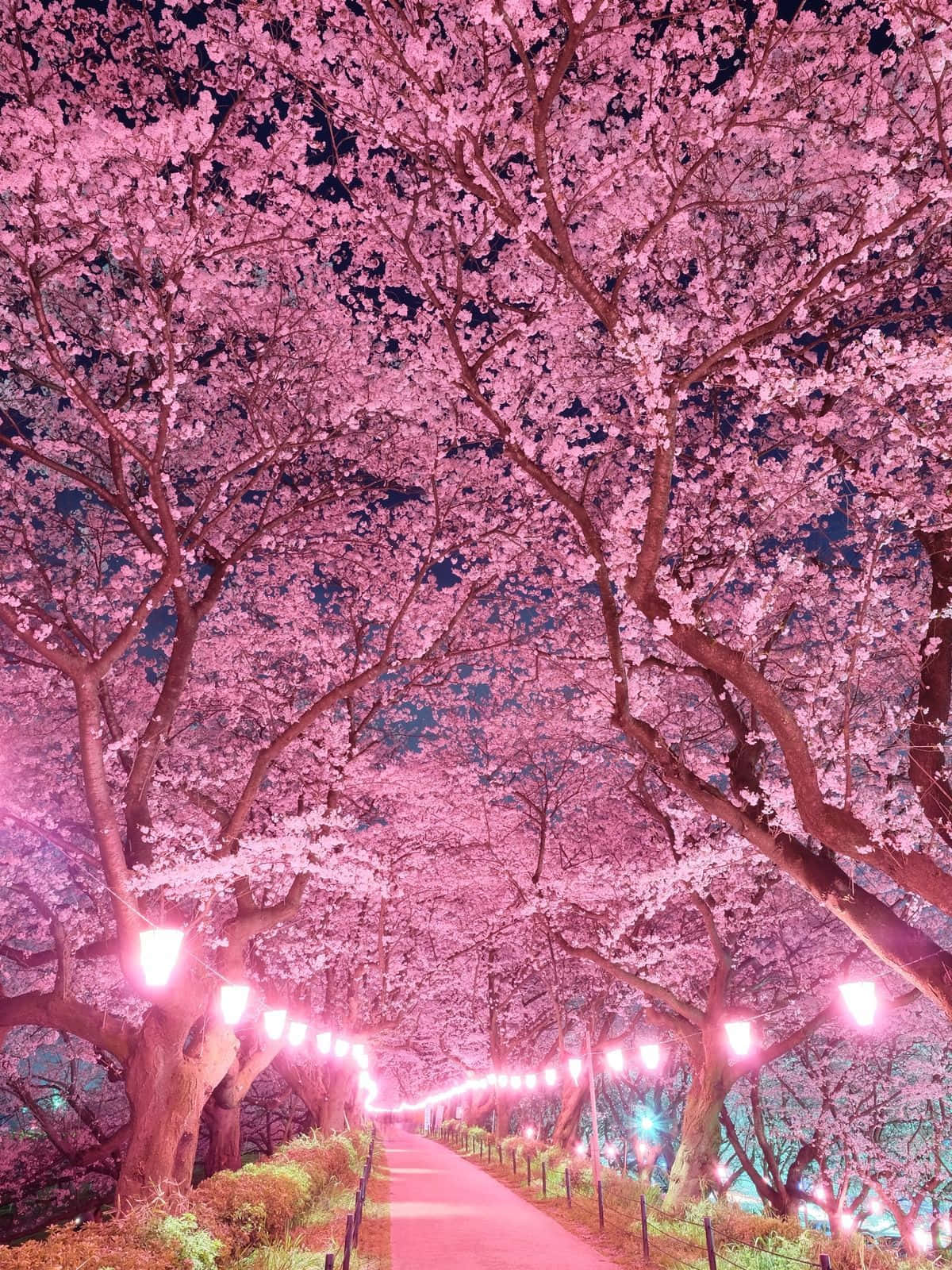Japanese Pink, glowing pink cherry blossom tunnel, lanterns, HD Phone Wallpaper