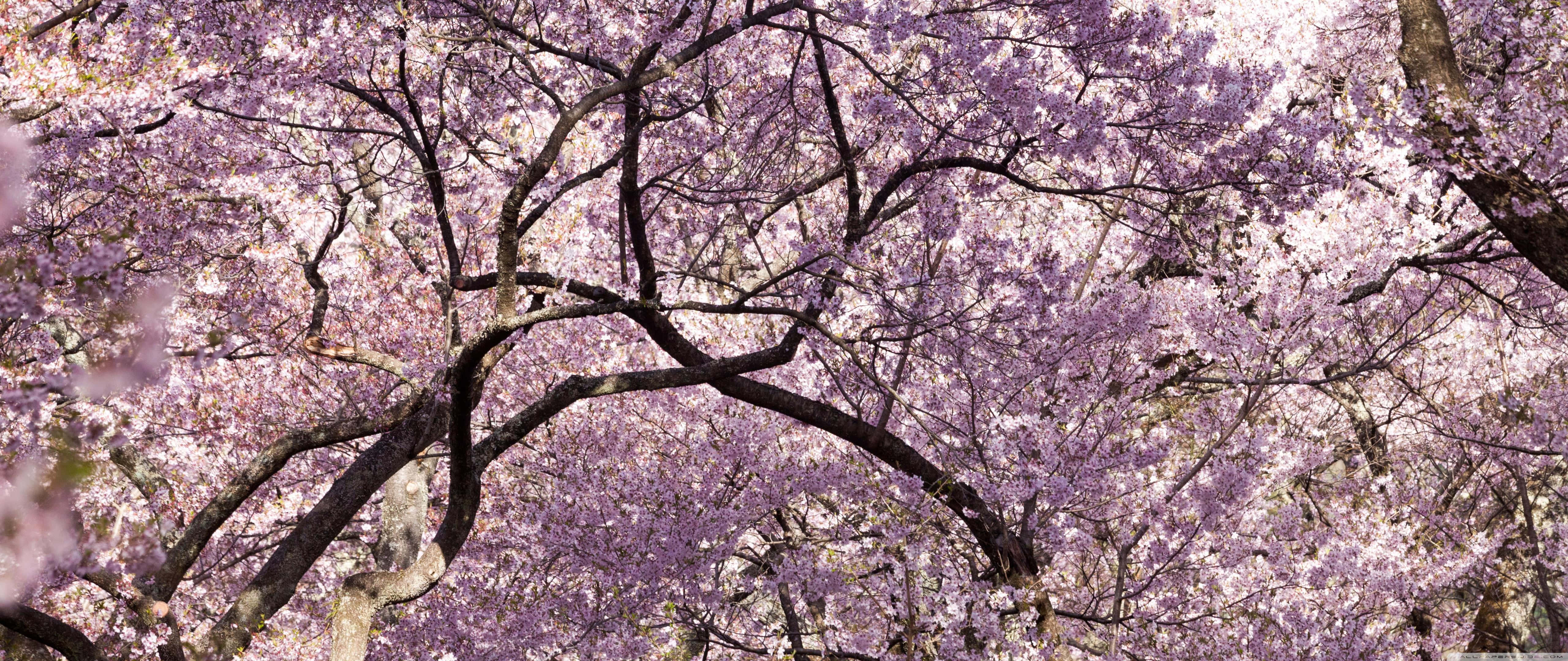 Japanese Pink, cherry blossoms, springtime, 5K Desktop Wallpaper