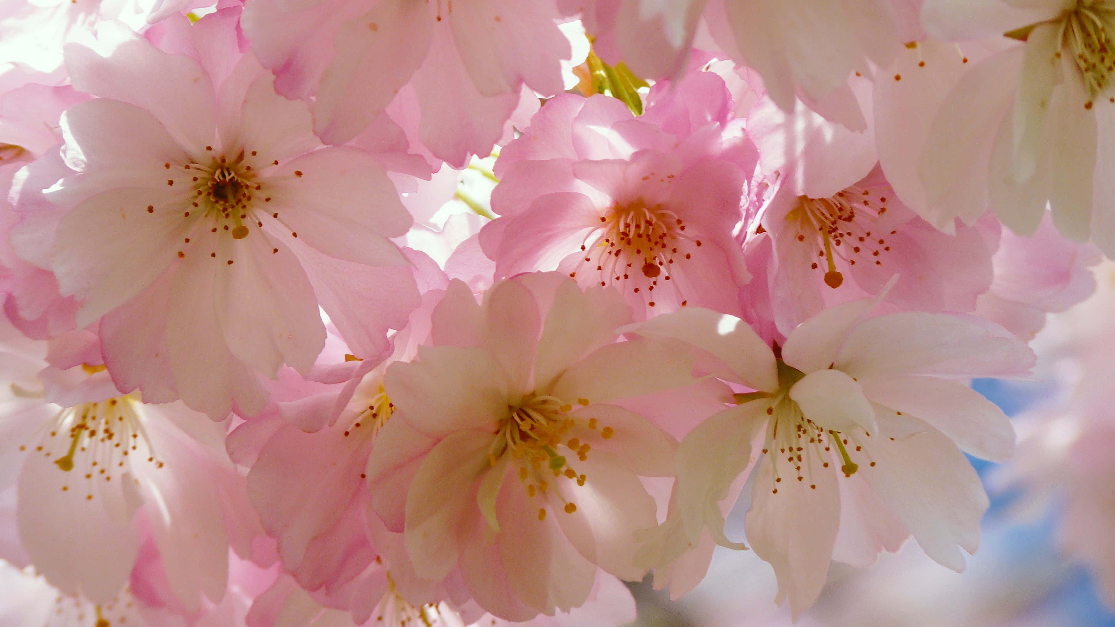 Japanese Tree Pink Flower, soft pink, cherry blossoms, 4K Desktop Wallpaper