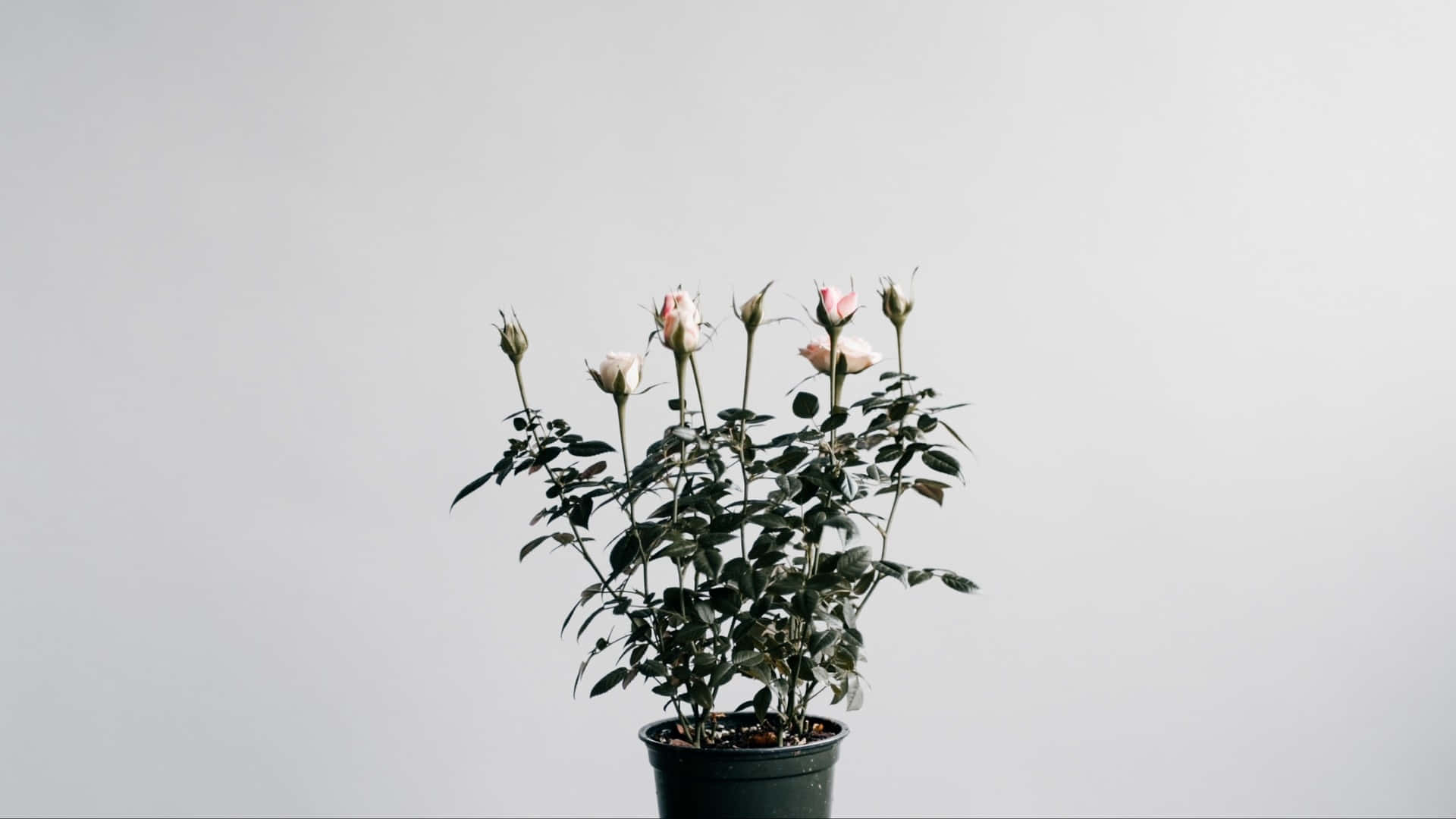 Japanese White Aesthetic, traditional Japanese white aesthetic, potted rose bush, Full HD Desktop Wallpaper