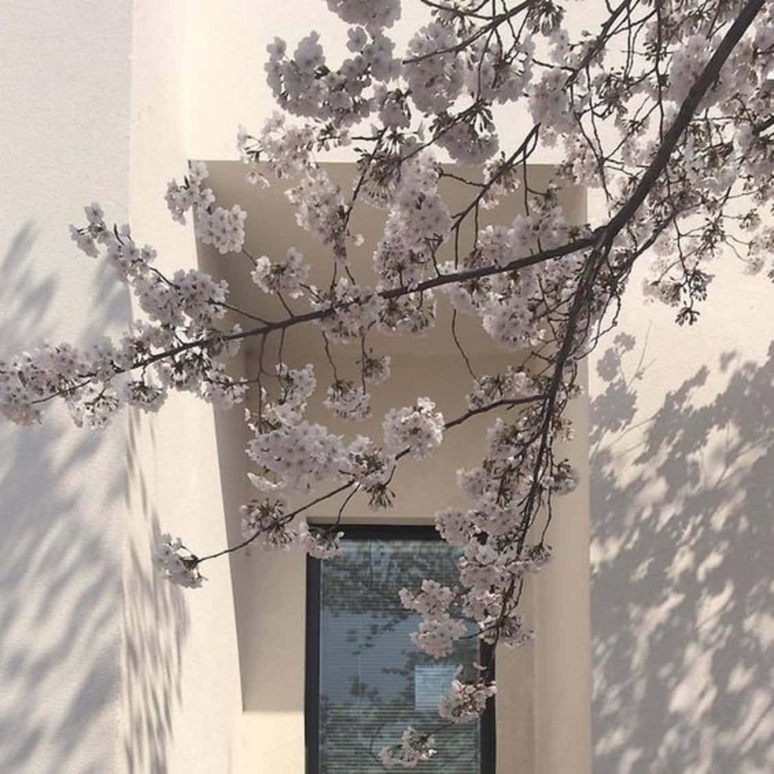 Japanese White Aesthetic, cherry blossoms, minimalist white building, SD Desktop Wallpaper