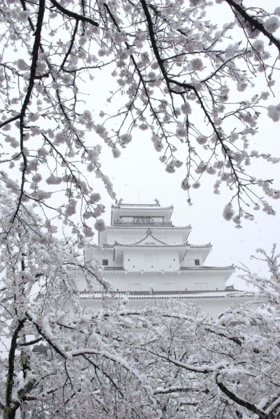 cherry blossom branches, serene white Japanese castle, pale winter sky, HD Phone Wallpaper