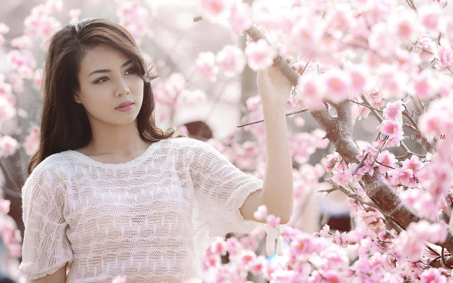 Japanese Women, sakura, white knit top, Full HD Desktop Wallpaper