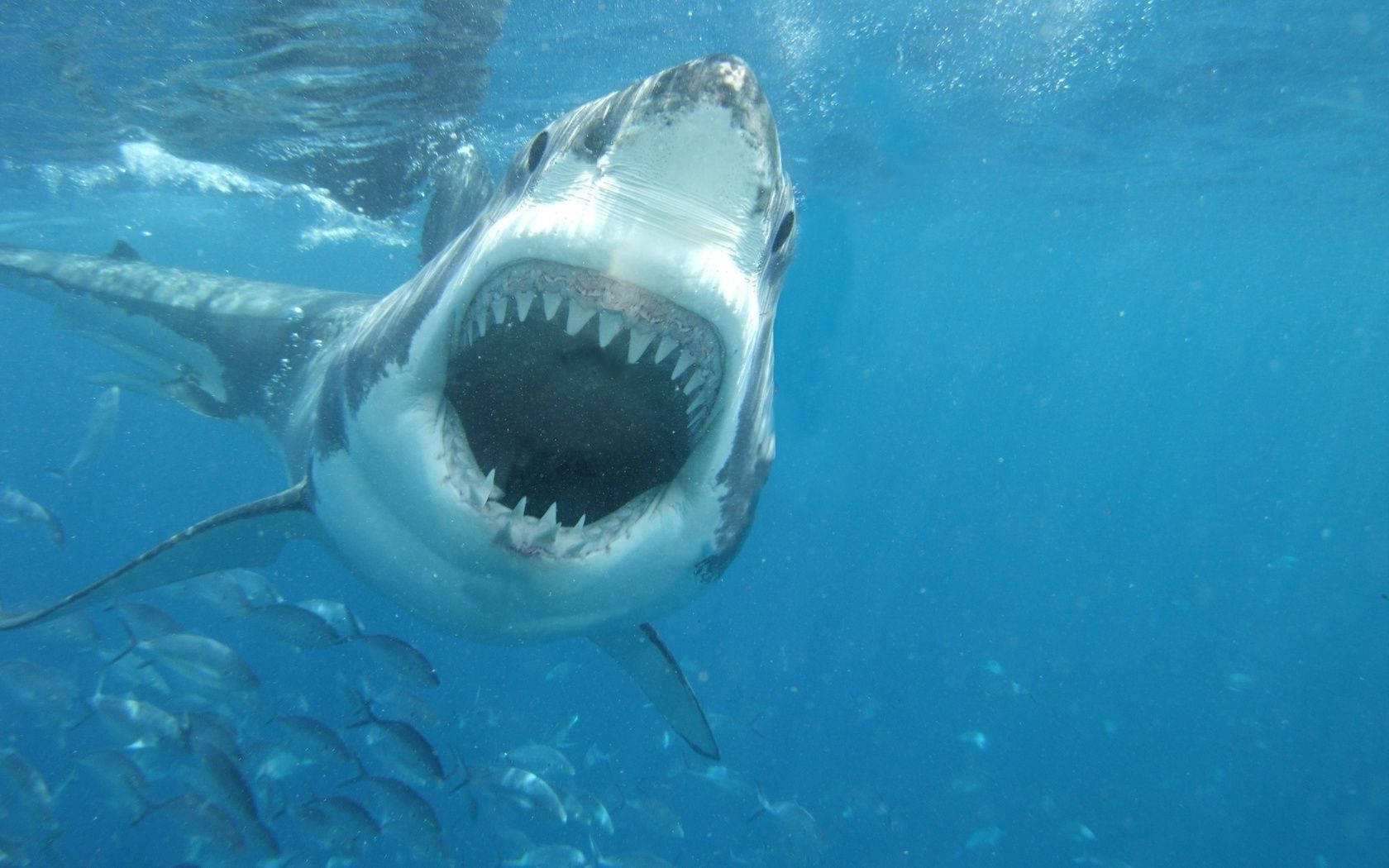 great white shark, jaws, gaping jaws, HD Desktop Wallpaper
