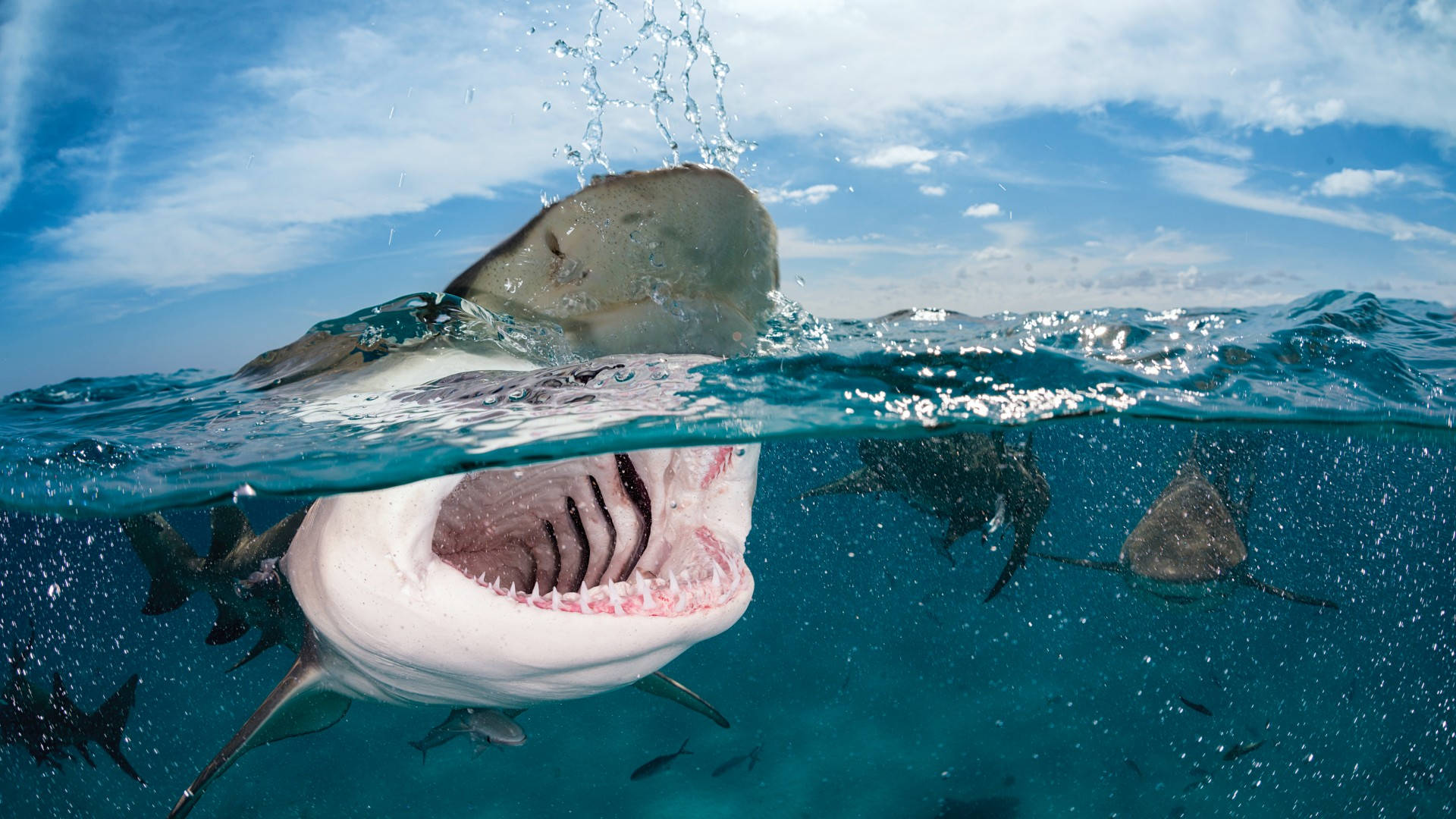 Jaws, great white shark, open mouth, Full HD Desktop Wallpaper