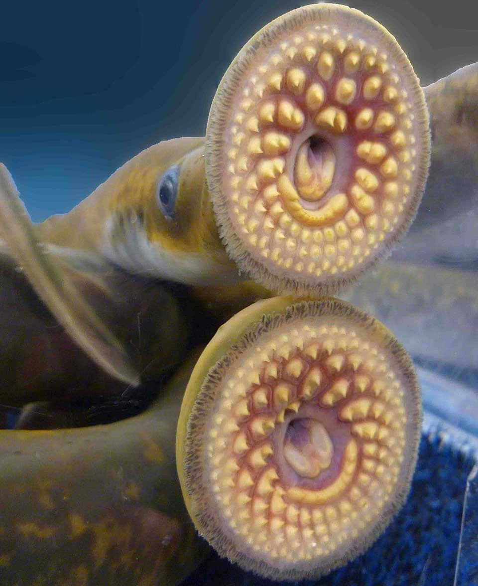 lamprey, circular mouths, yellowish teeth, SD Phone Wallpaper