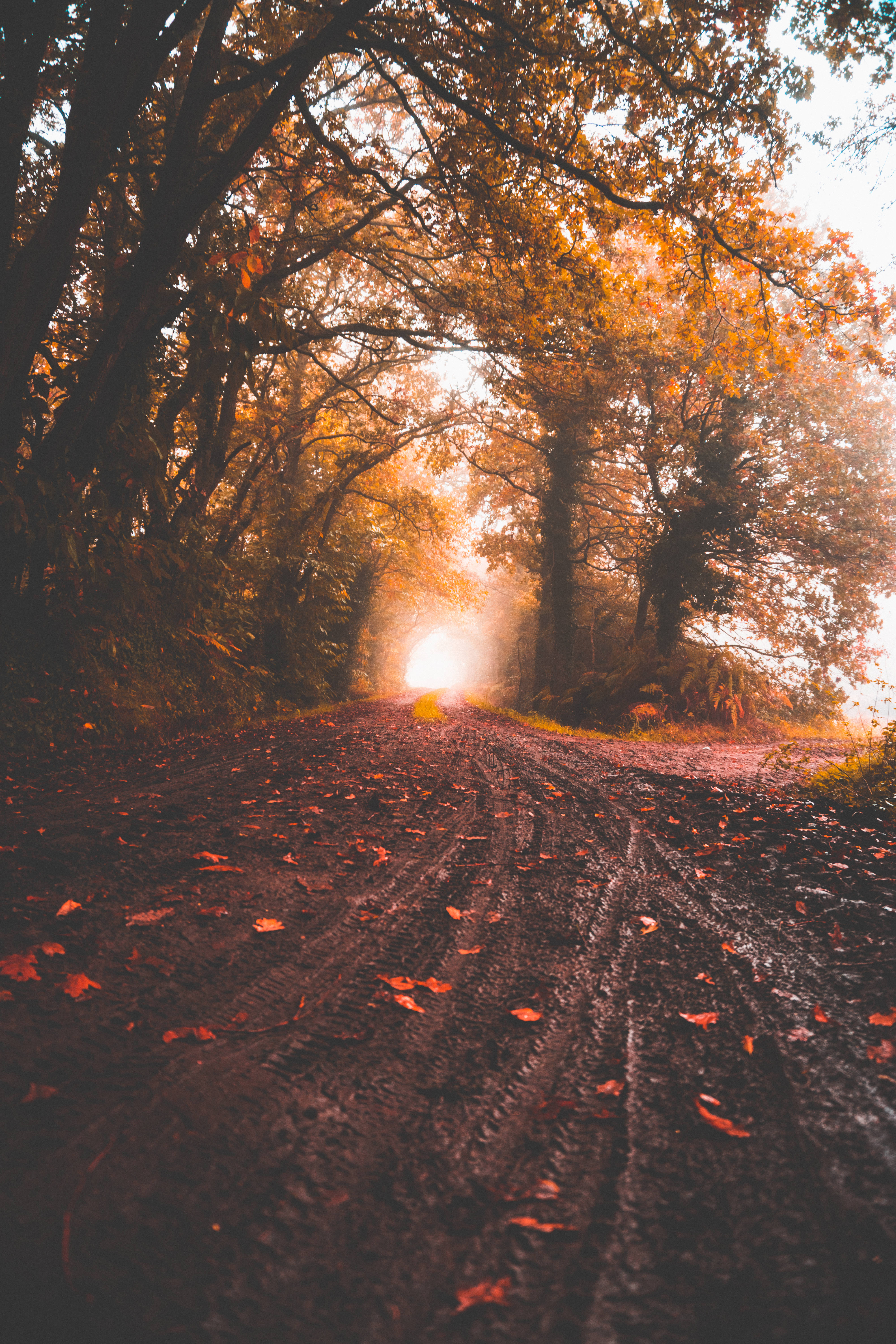 Jedi Fallen Order, autumn forest, golden leaves, 5K Phone Wallpaper