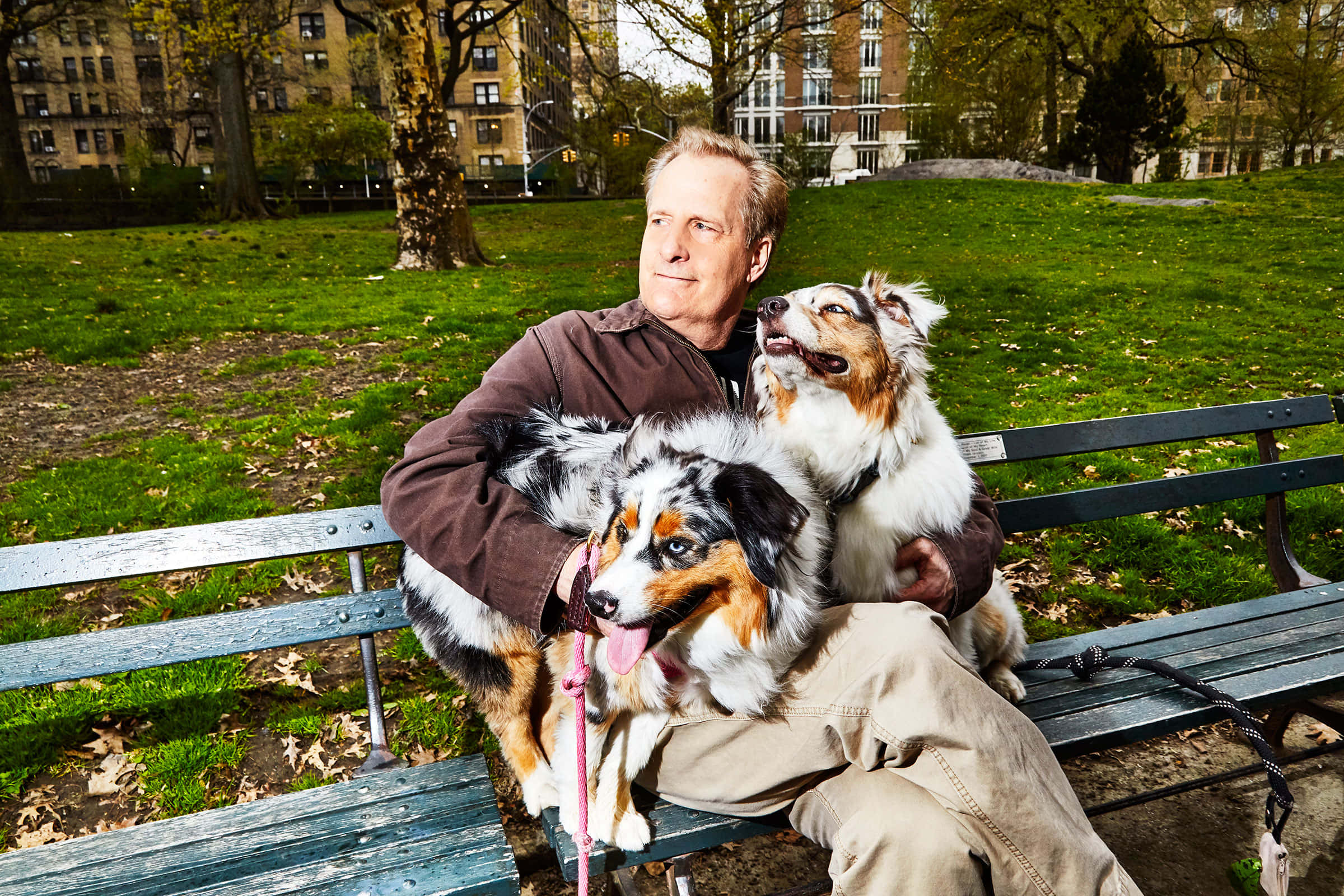 Jeff Daniels, Australian Shepherd, park bench, Full HD Desktop Wallpaper