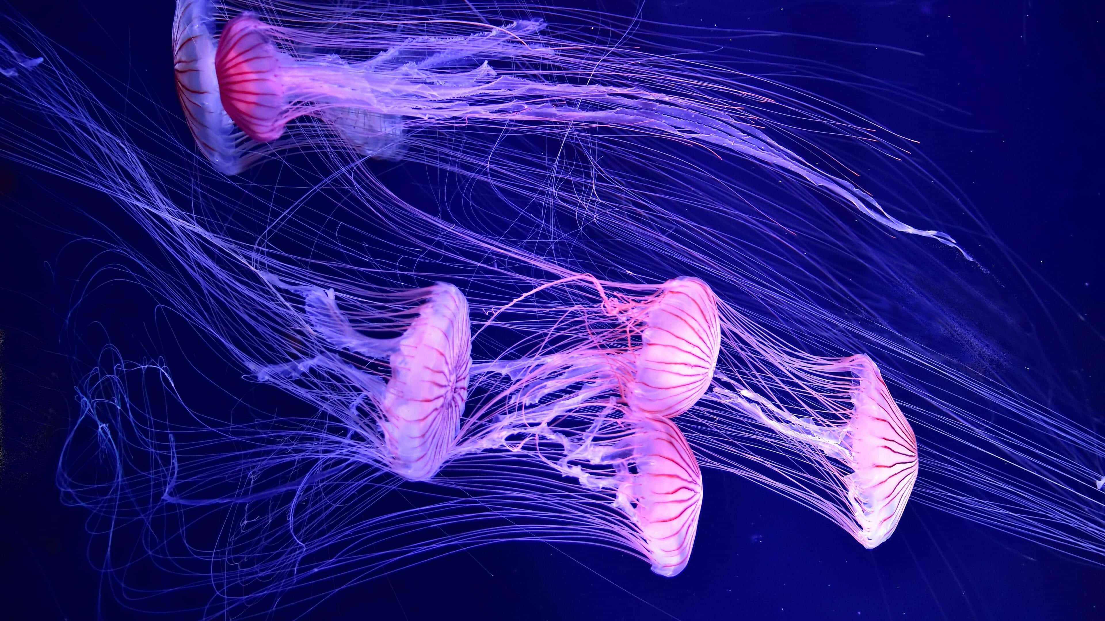 Jellyfish, glowing pink, purple, 4K Desktop Wallpaper