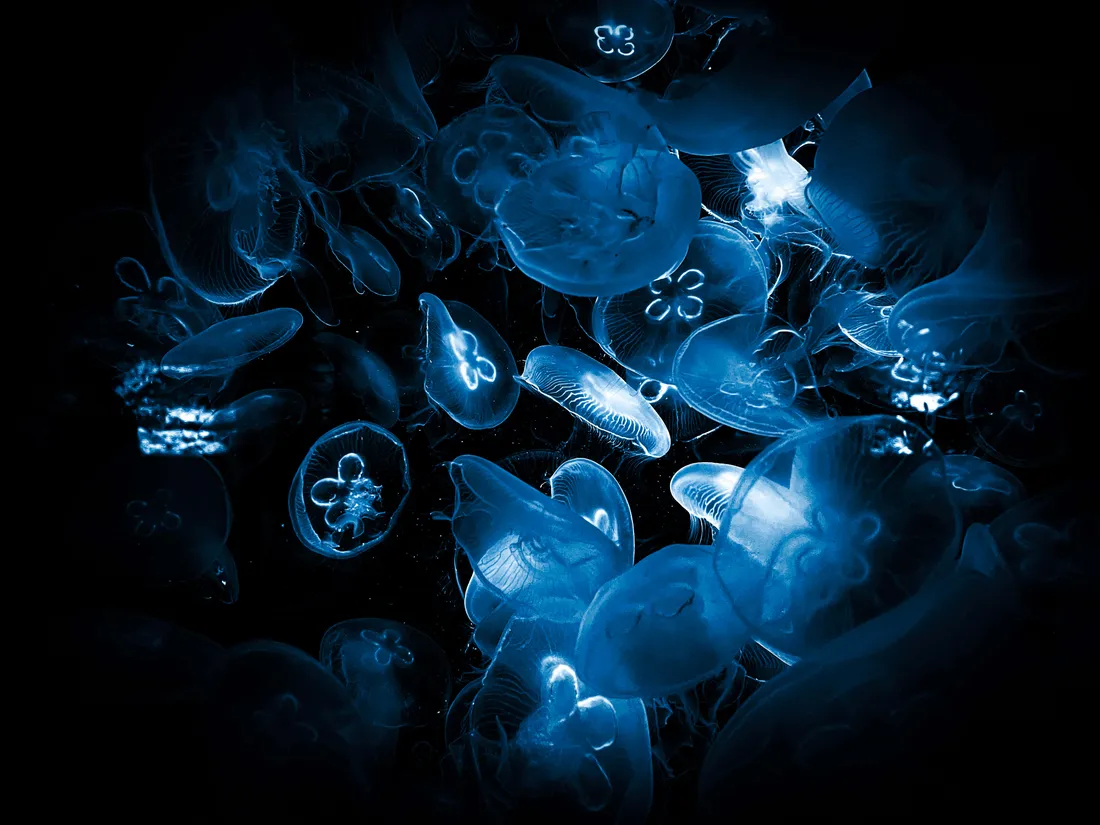 Jellyfish Aesthetic