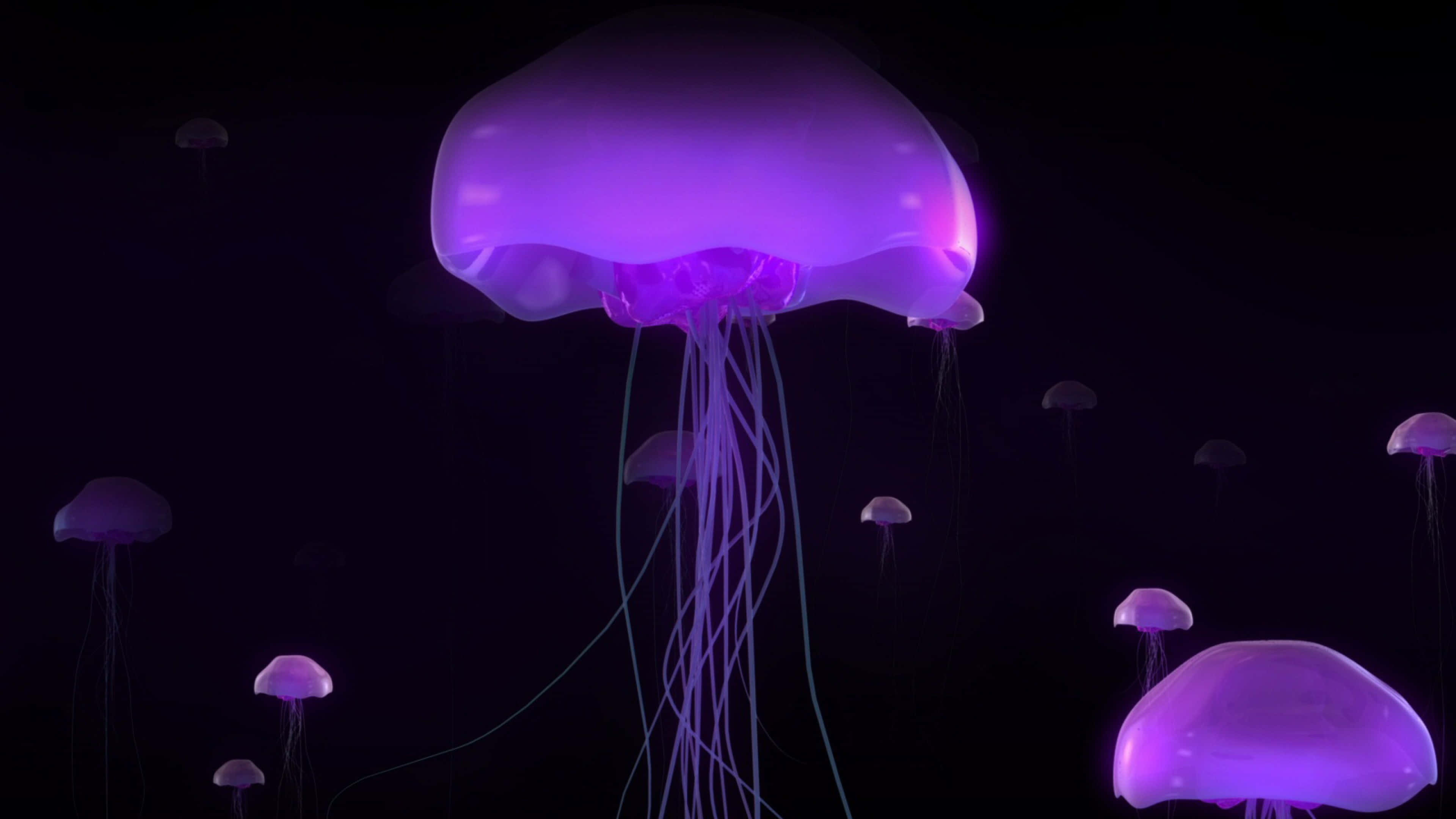 4K Jellyfish, glowing purple, deep dark waters, 4K Desktop Wallpaper