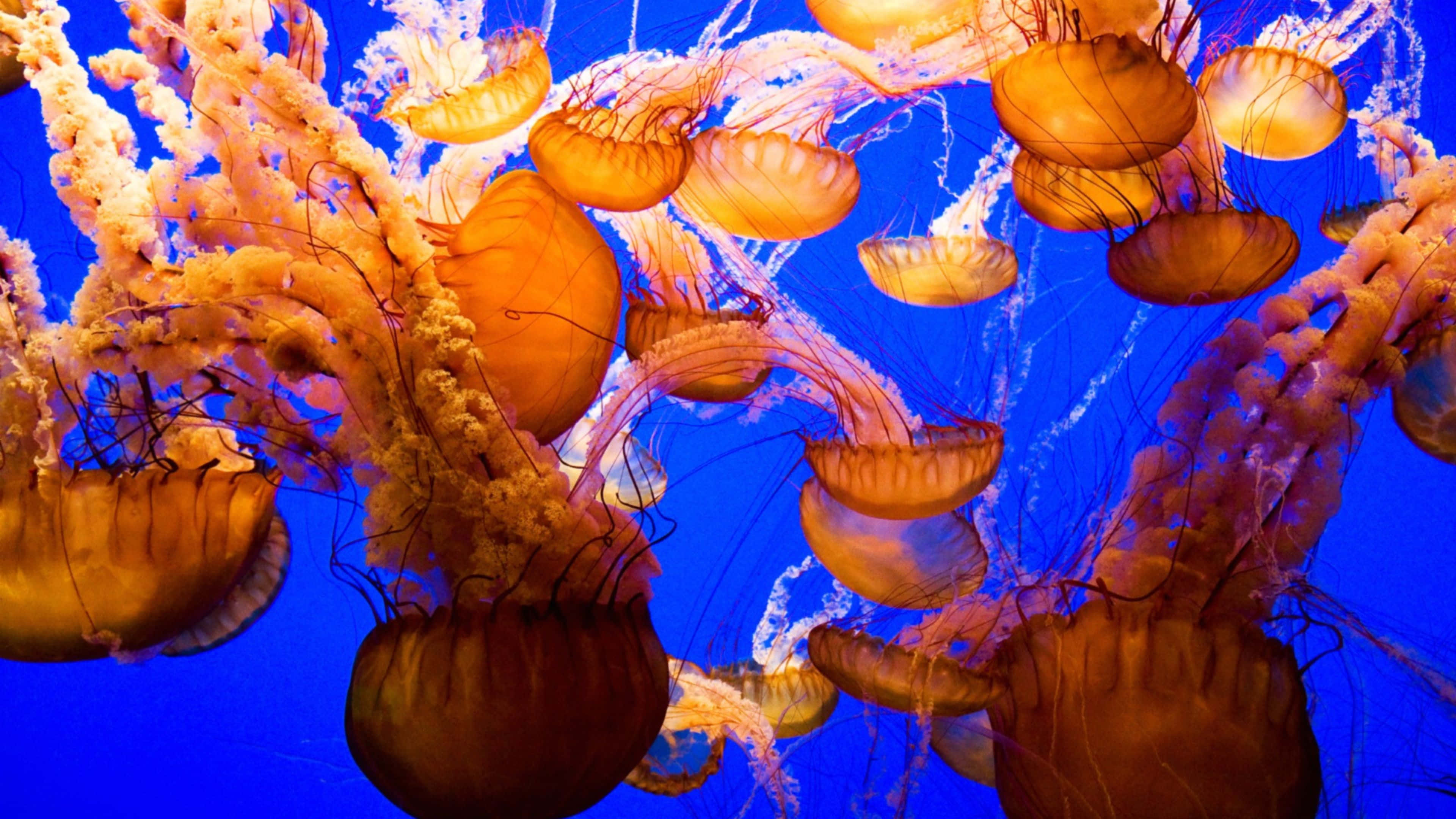 jellyfish, glowing orange, deep blue water, 4K Desktop Wallpaper